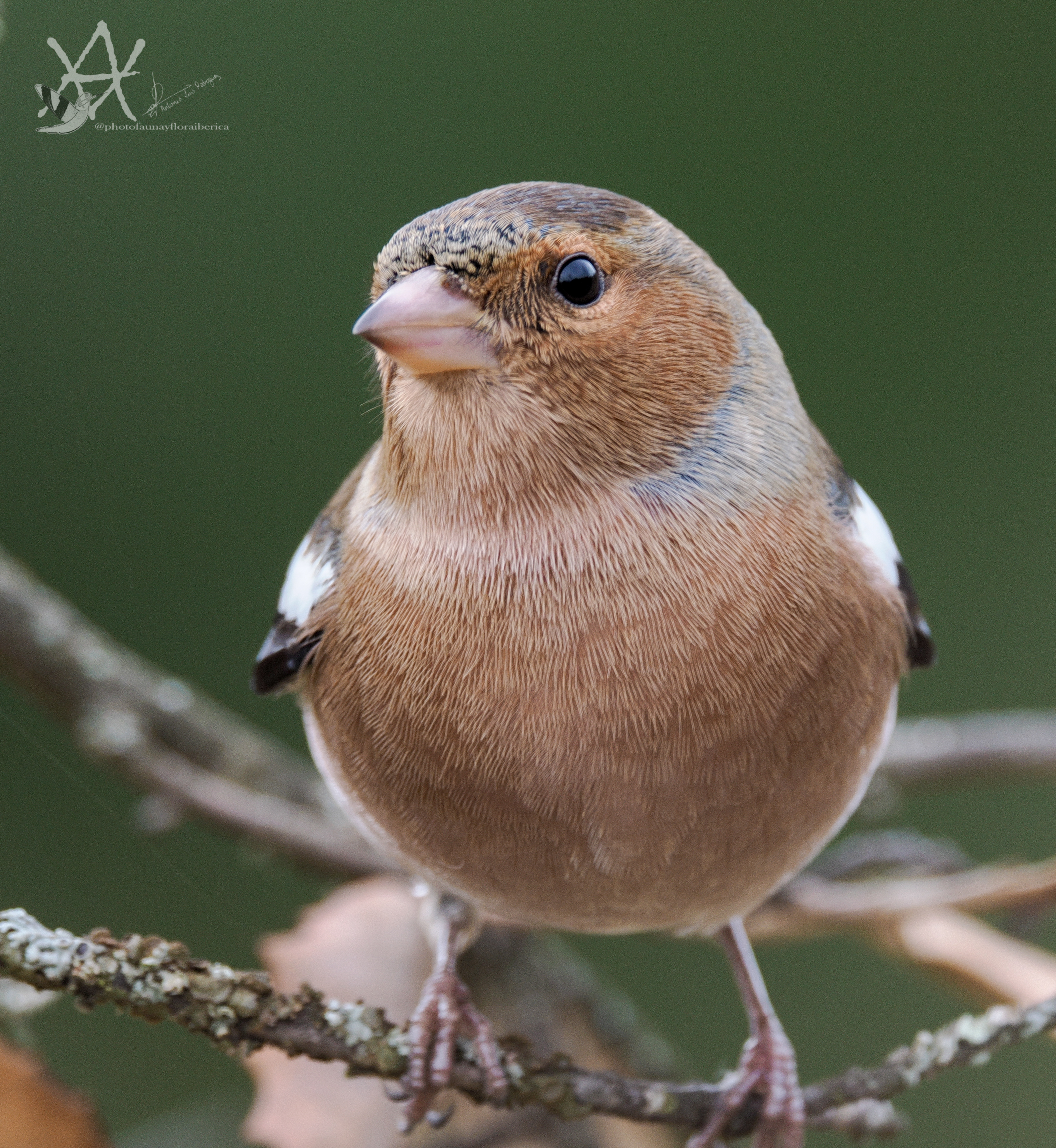 Primer plano pinzón común.