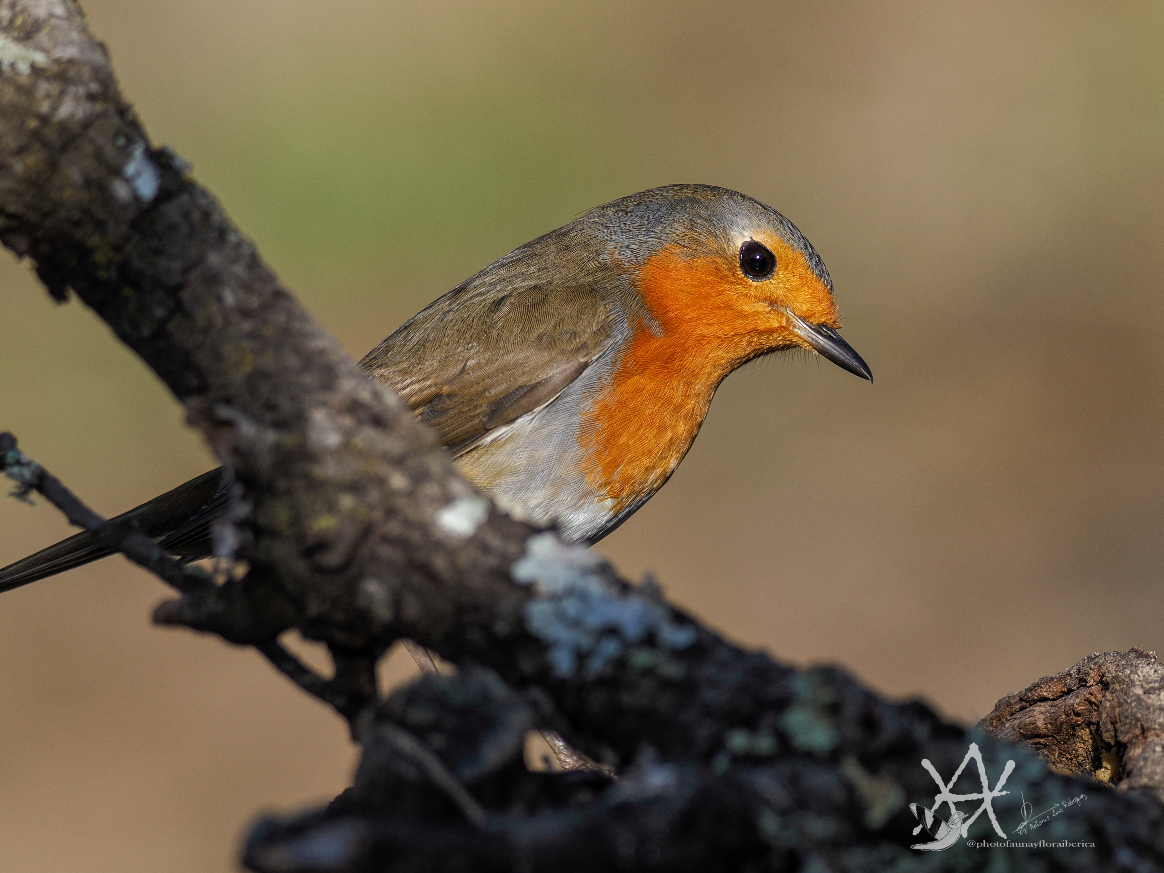 Petirrojo en alerta.