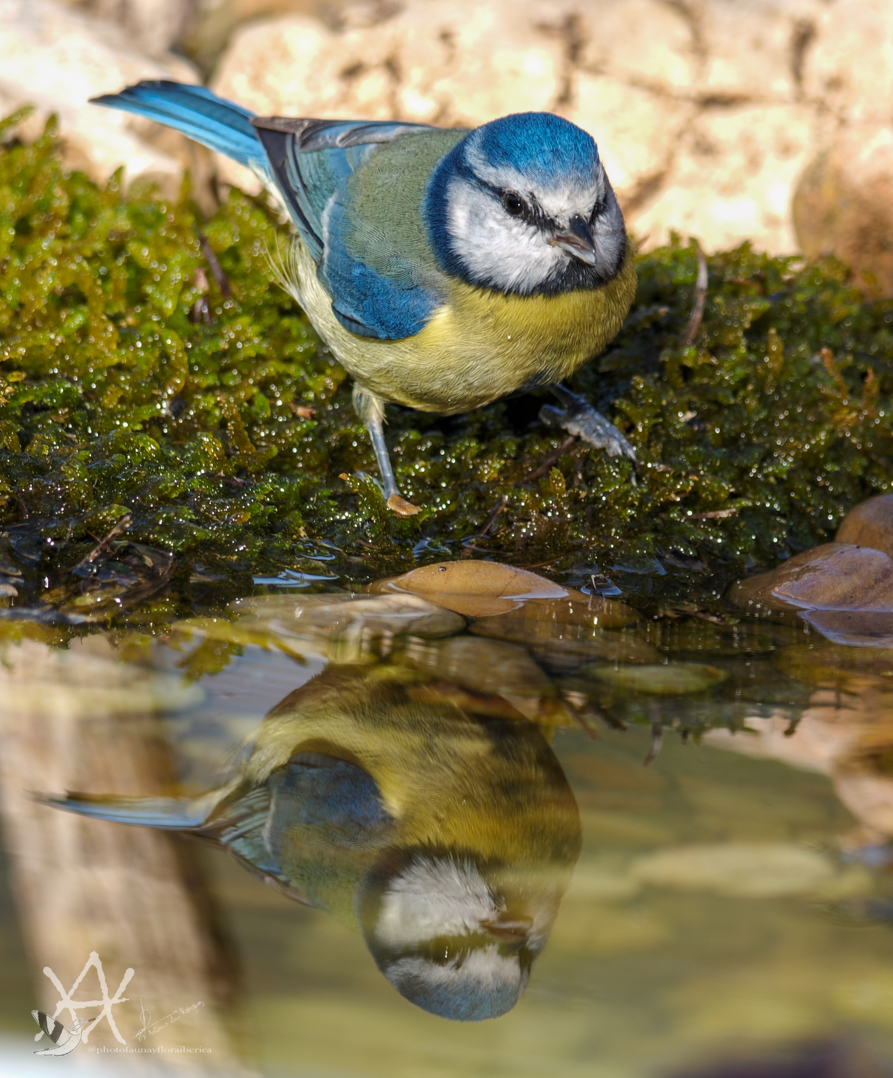 Herrerillo común reflejado en agua.
