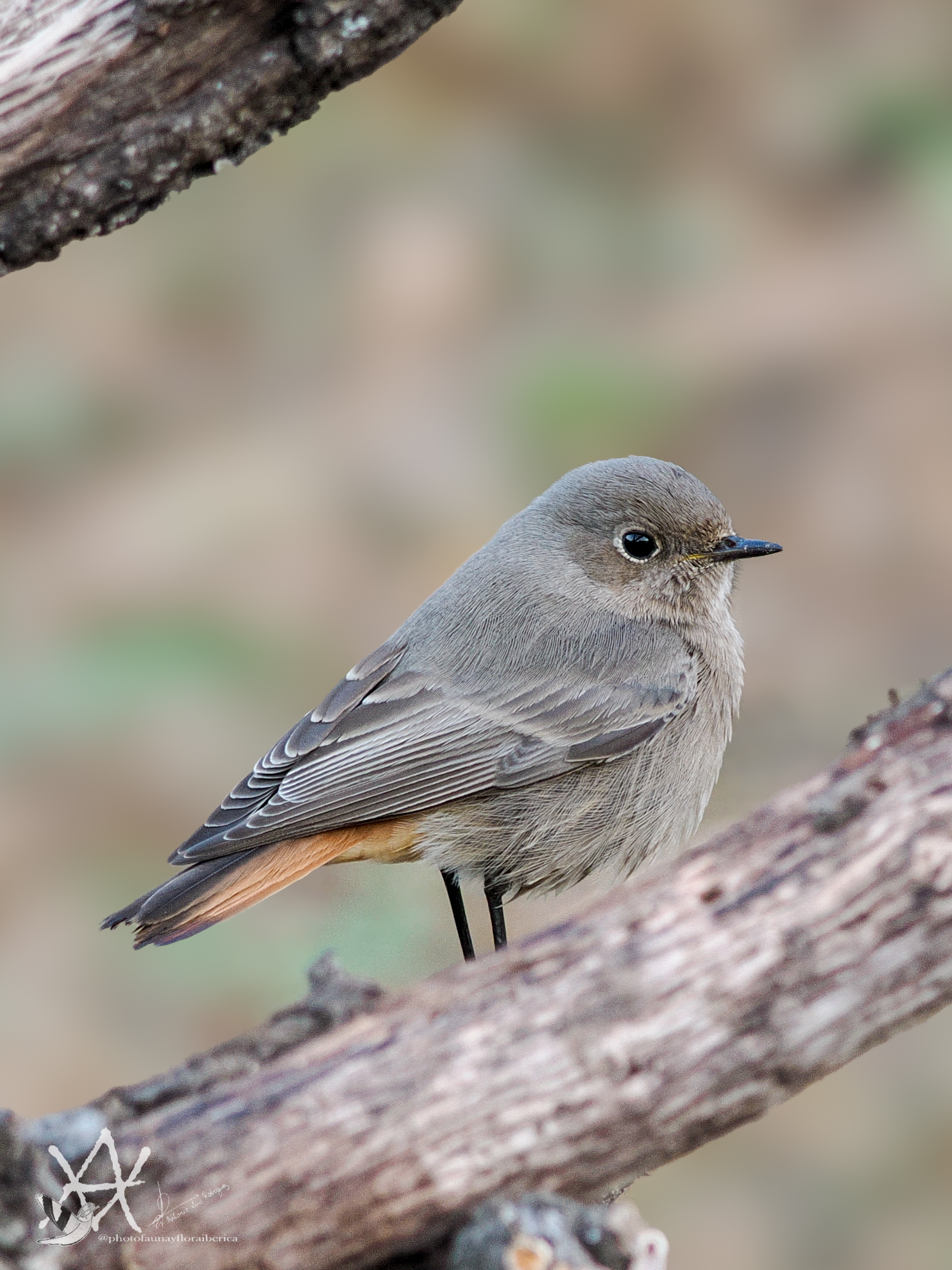 Colirojo sobre olivo.