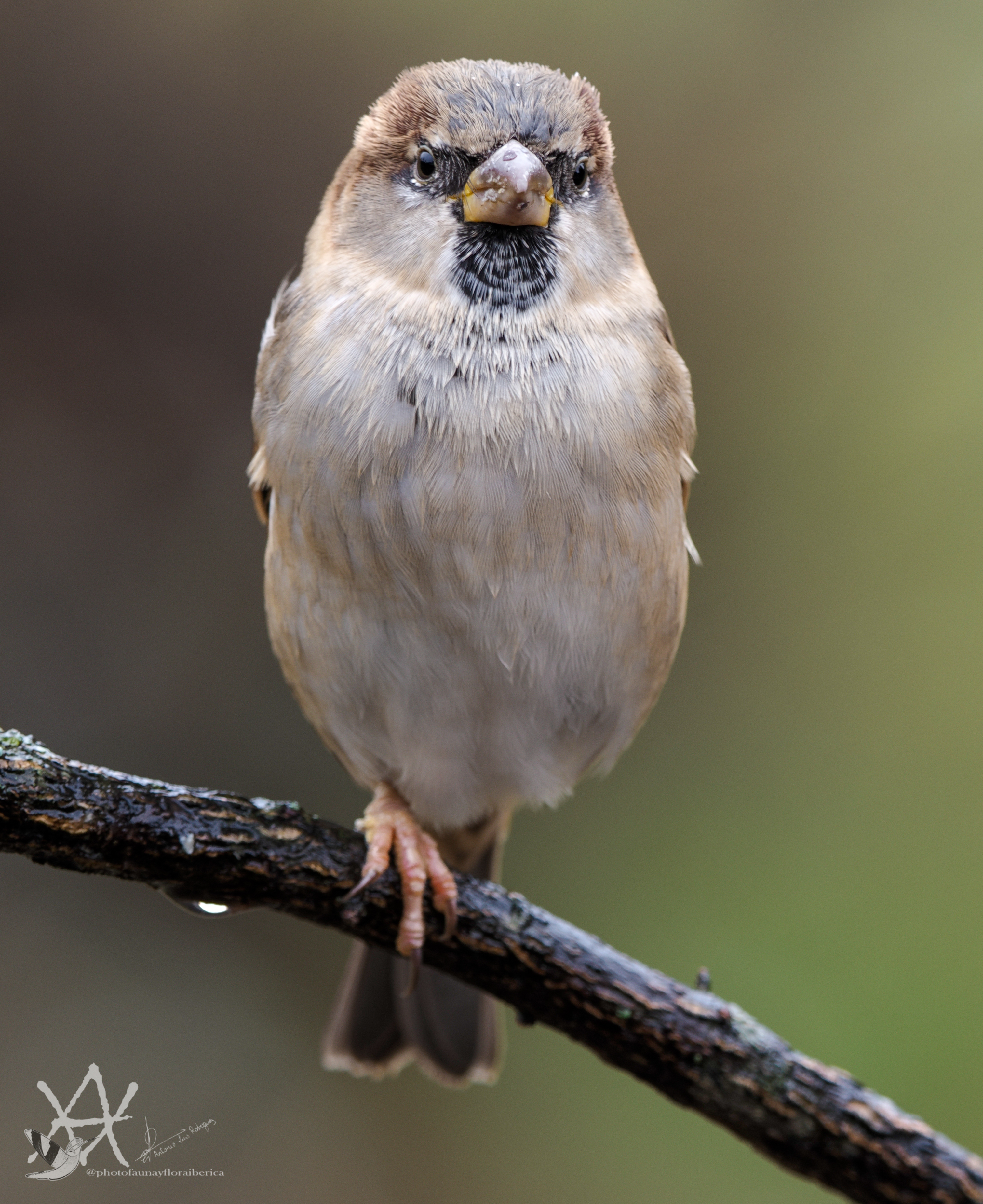 Gorrión macho pose angry birds.
