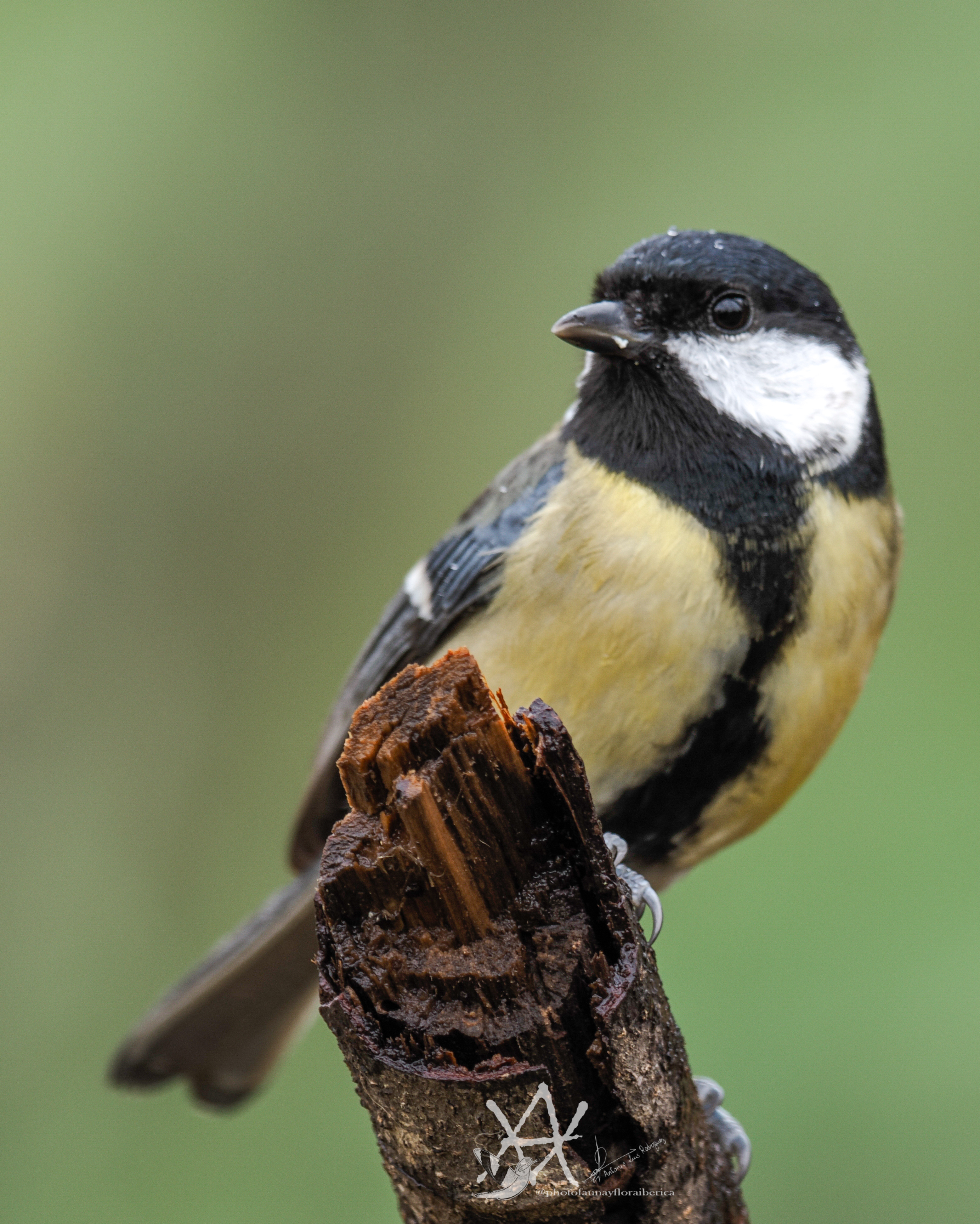 Pose de carbonero sobre tronco.