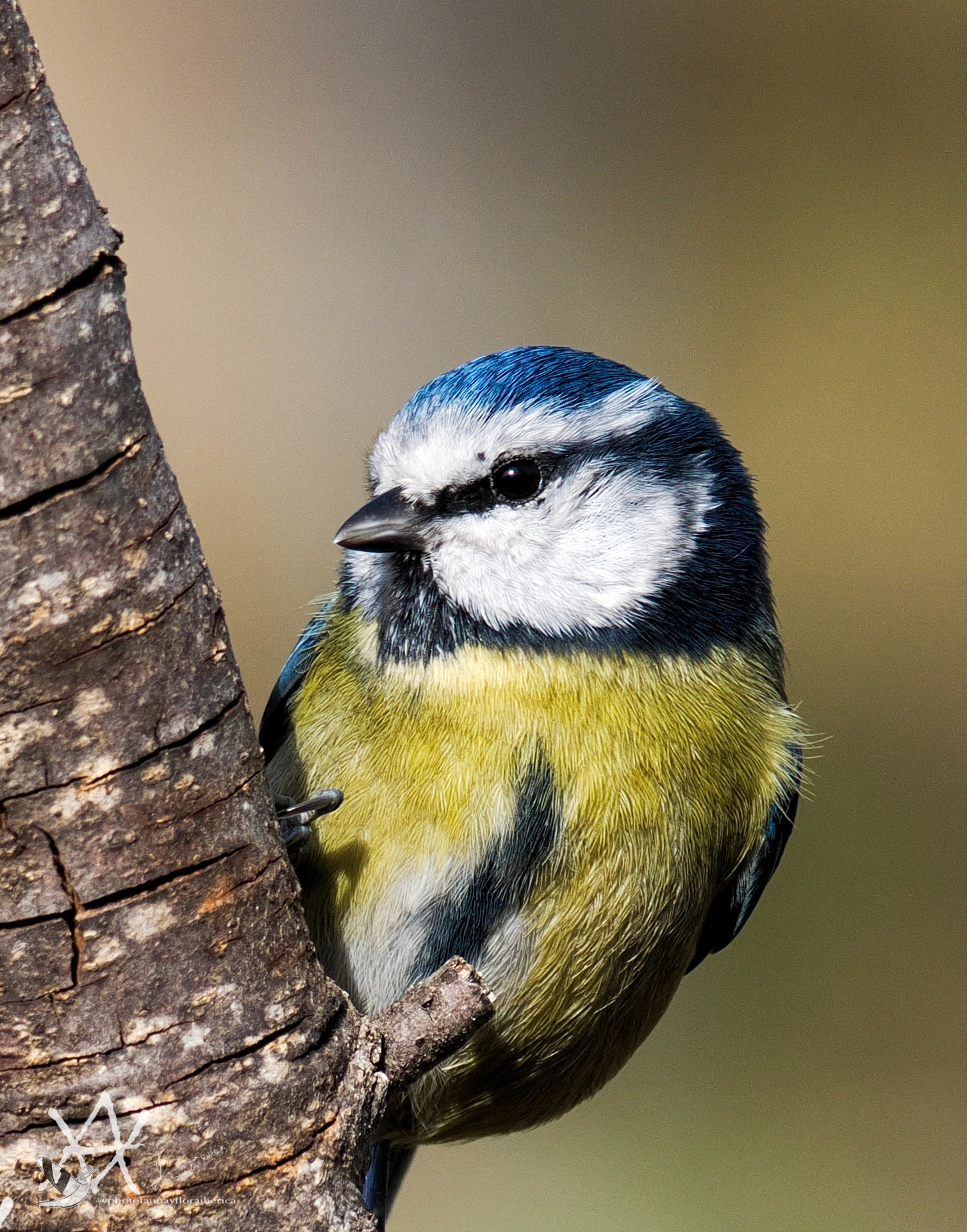 Herrerillo común fonde desenfocado