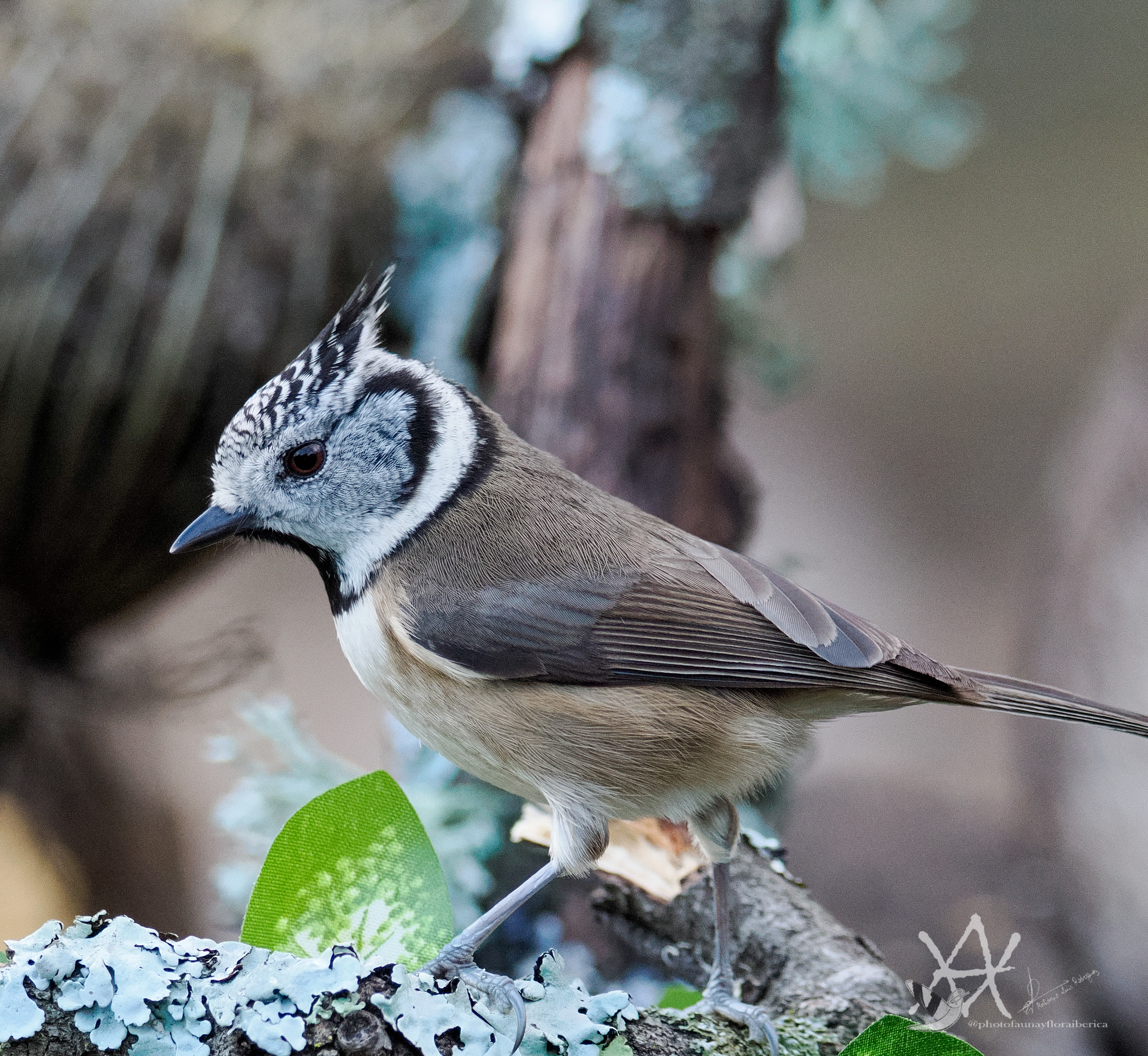 Herrerillo capuchino posado en tronco muerto