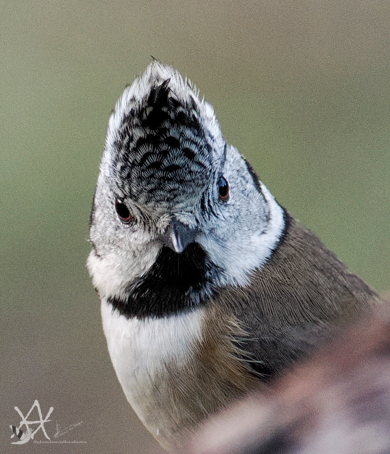 Primer plano precioso herrerillo capuchino