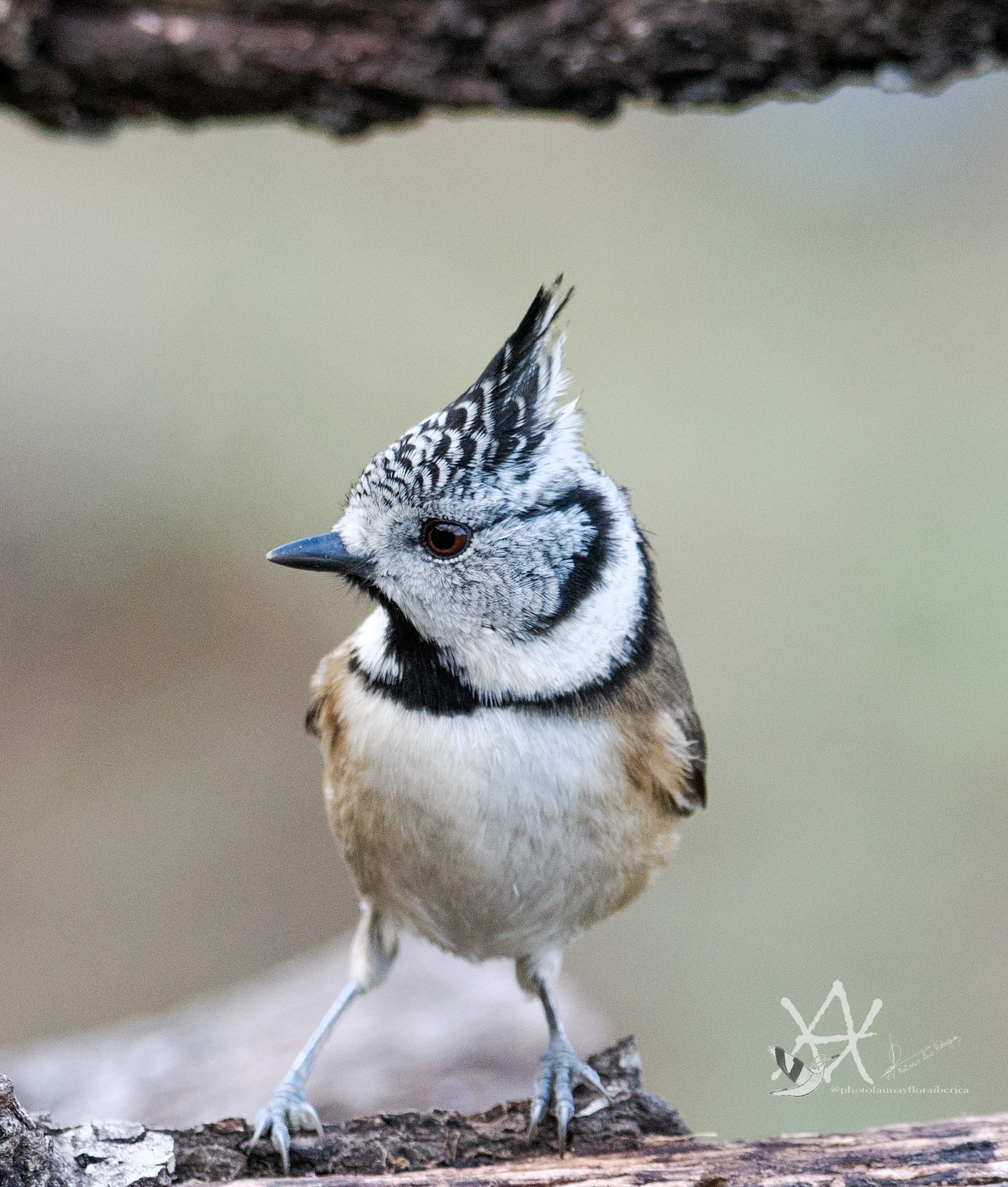 Herrerillo capuchino.