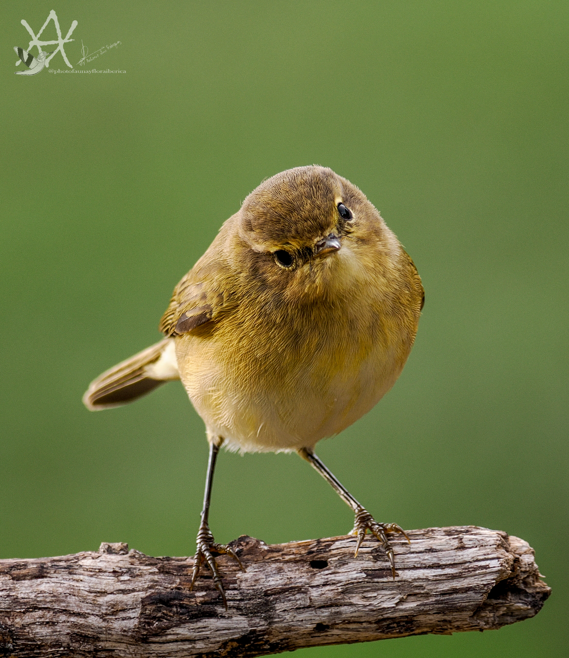 Gracioso mosquitero común
