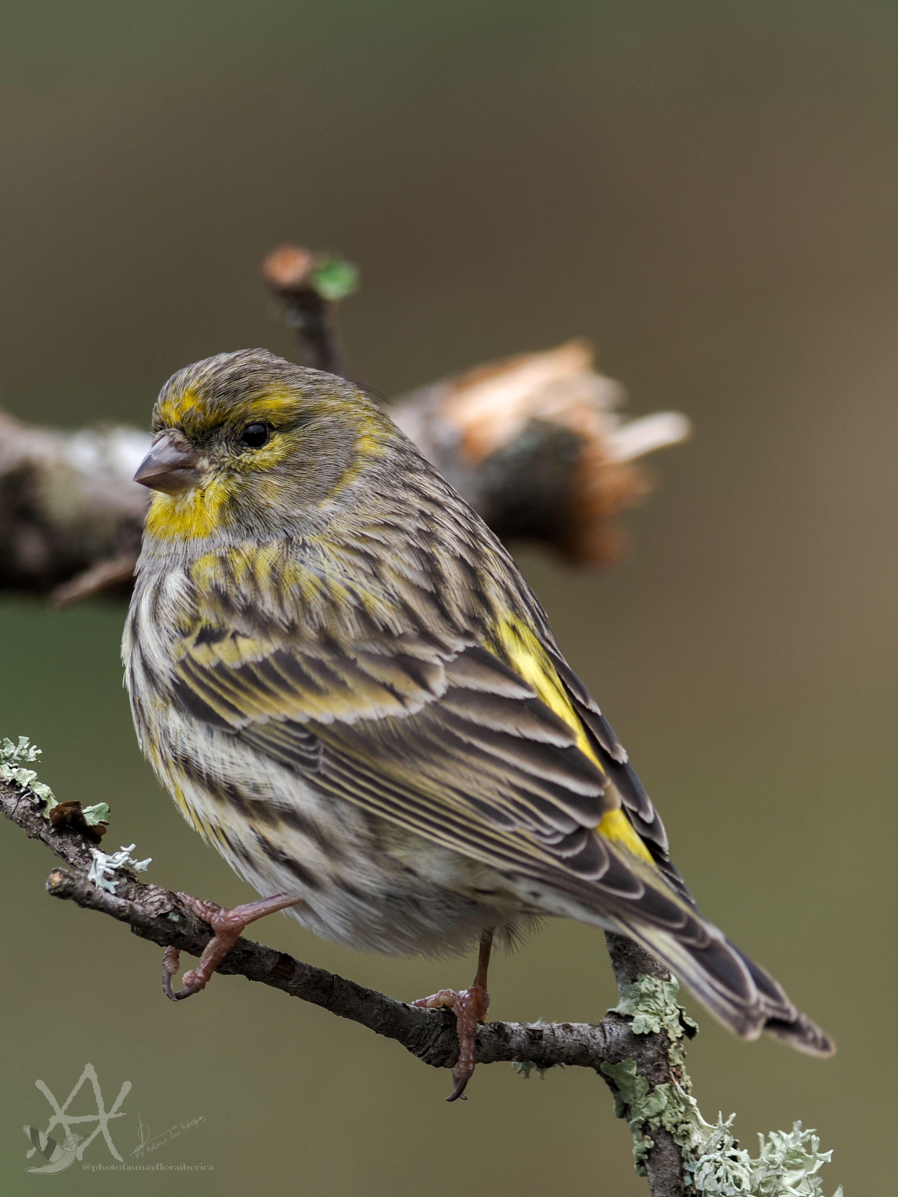 Chamarí sobre chaparro.