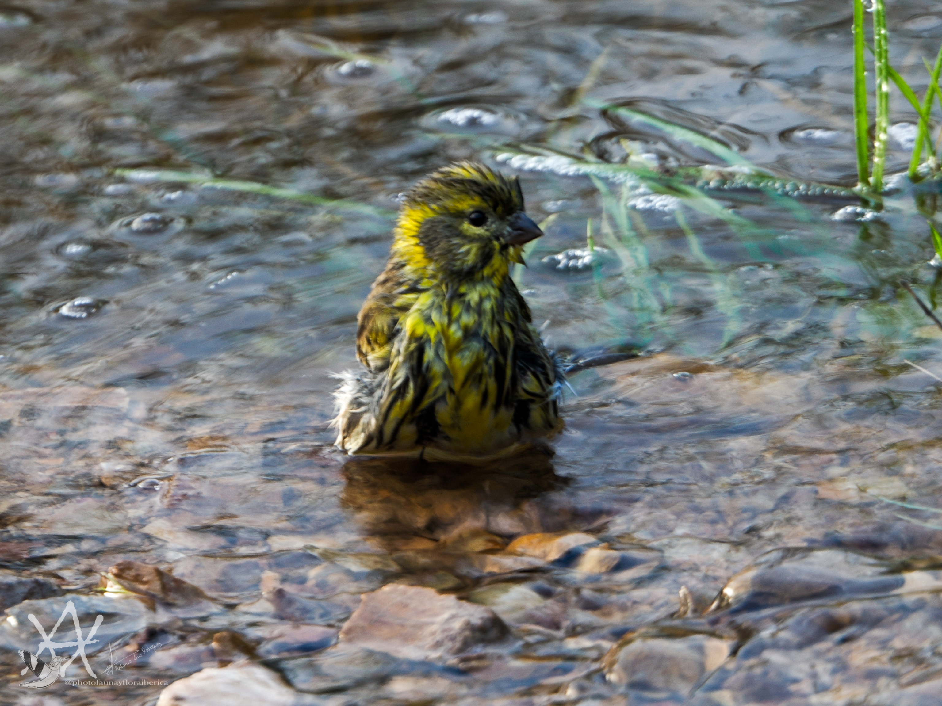 Chamarí en su baño matutino.