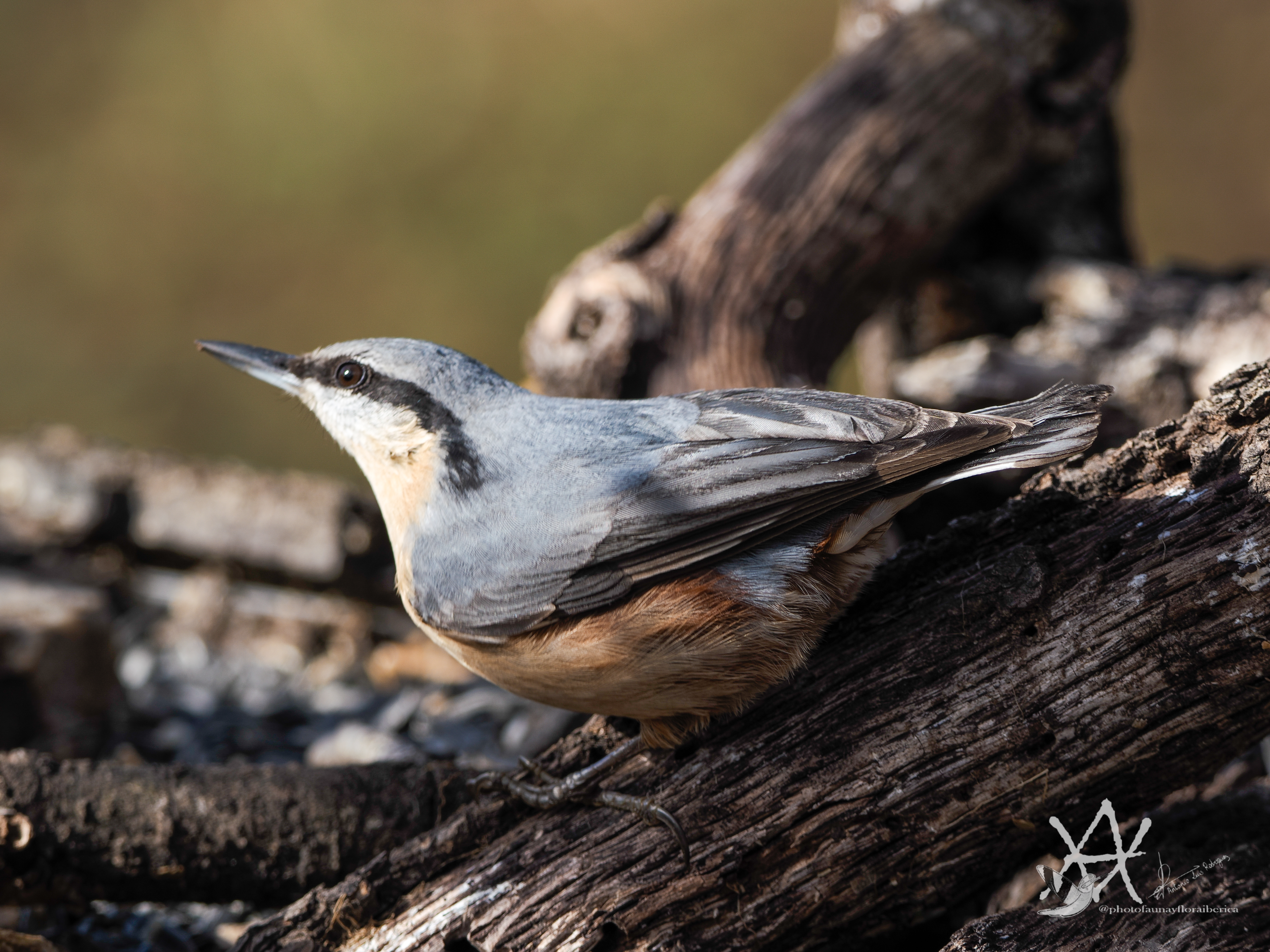 Trepador soleandose.