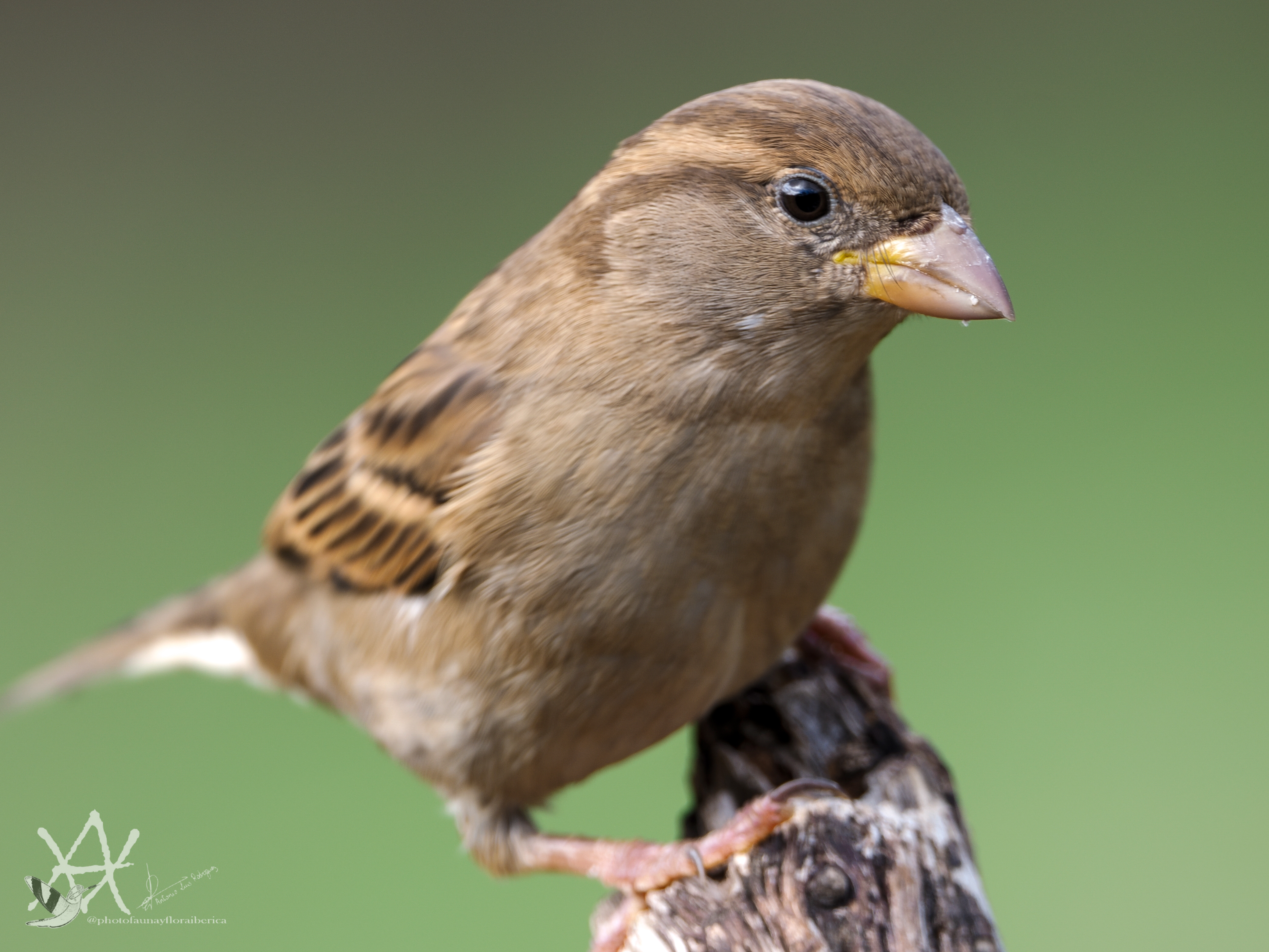 Primer plano gorriona.