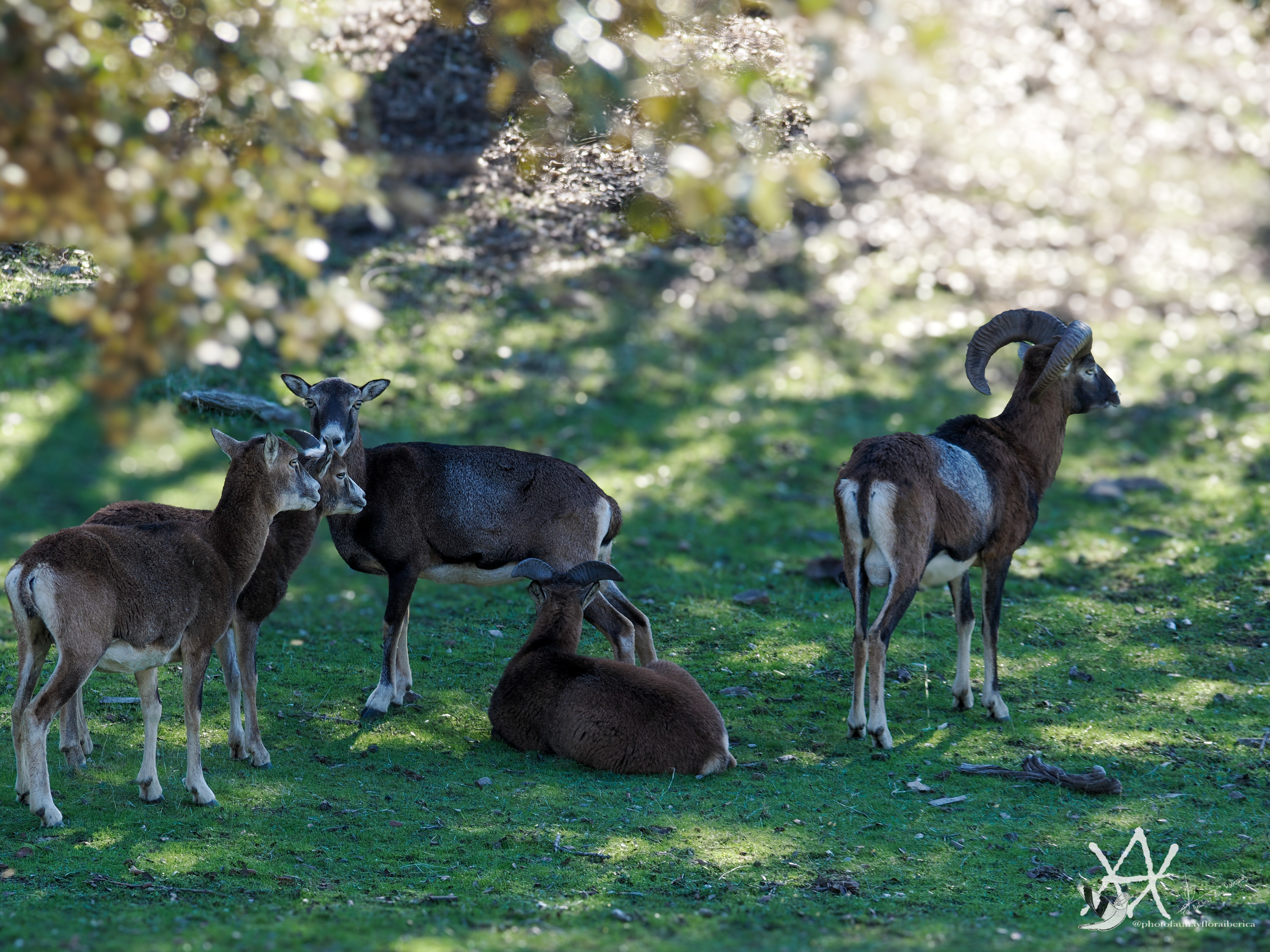 Manada de muflones.