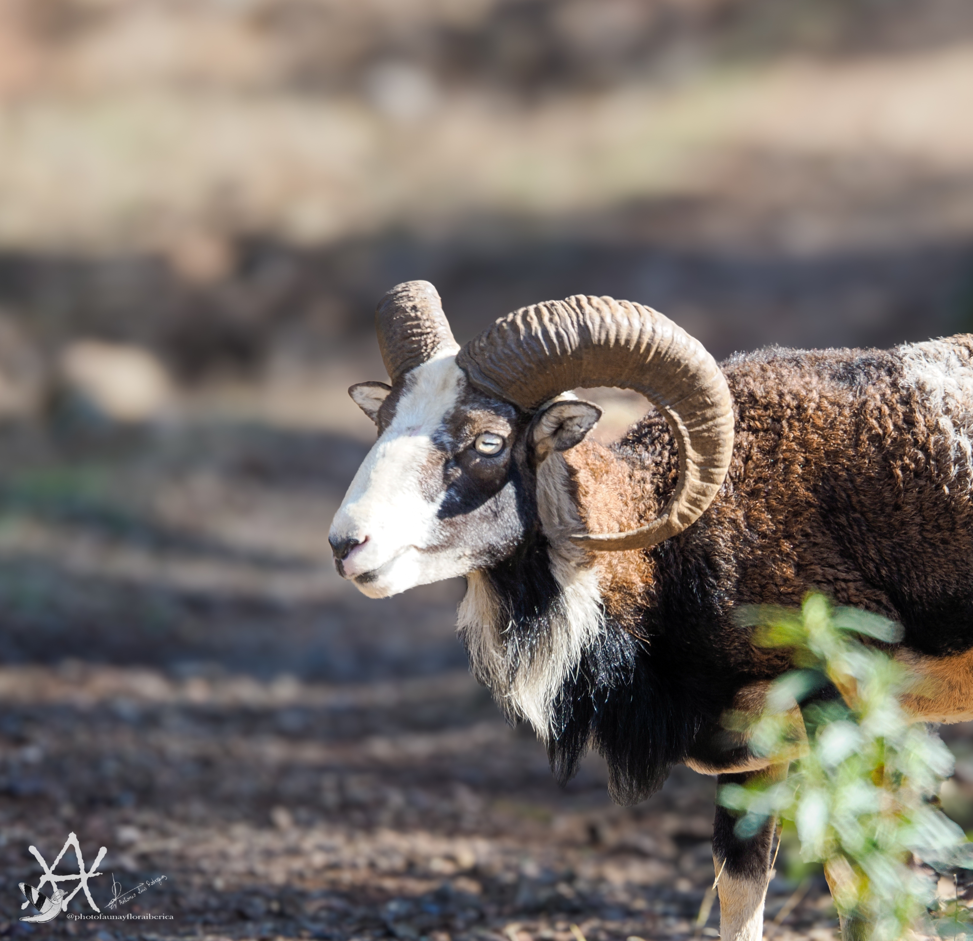 Muflon macho de cara blanca.