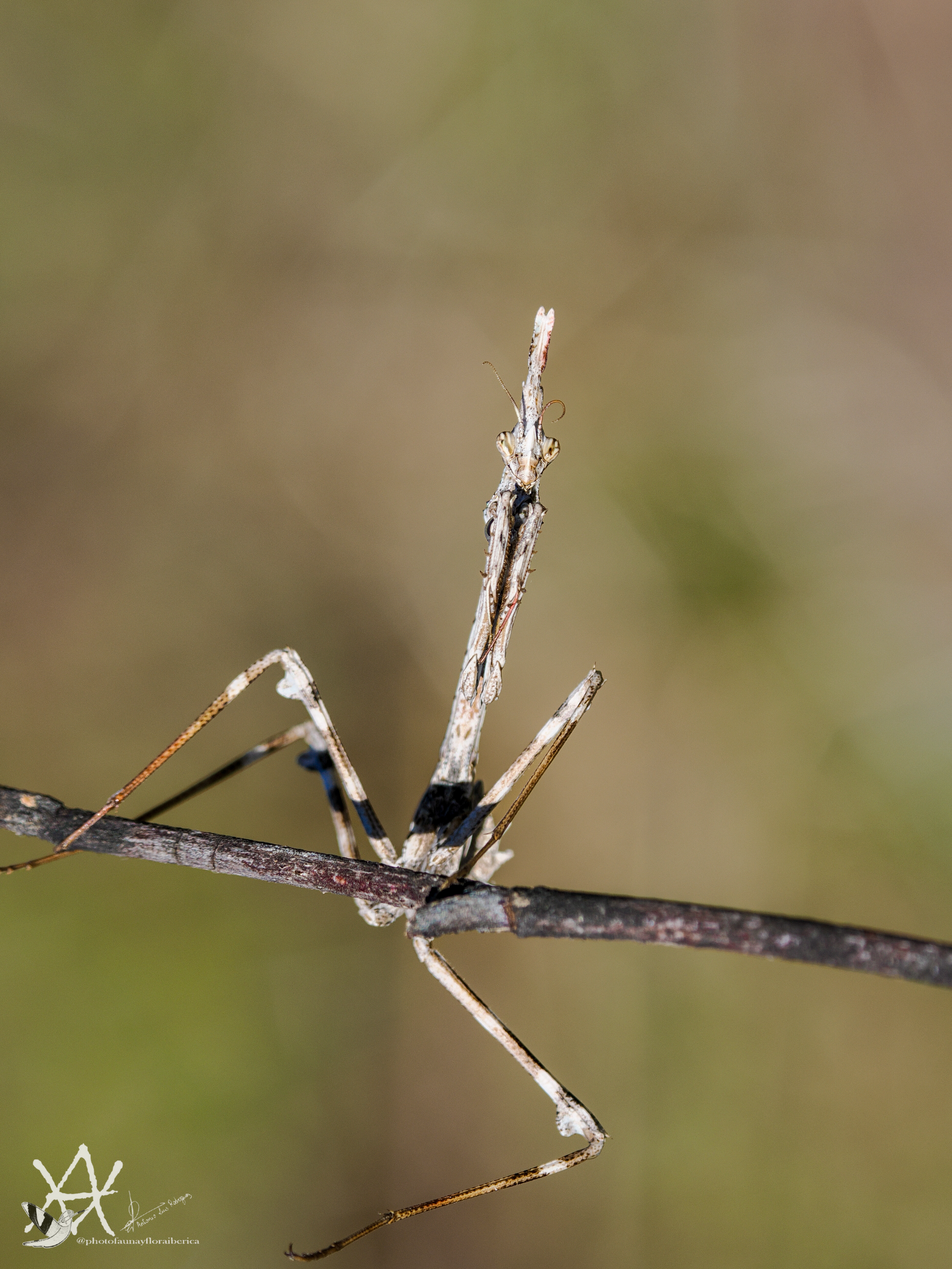 Mantis palo.
