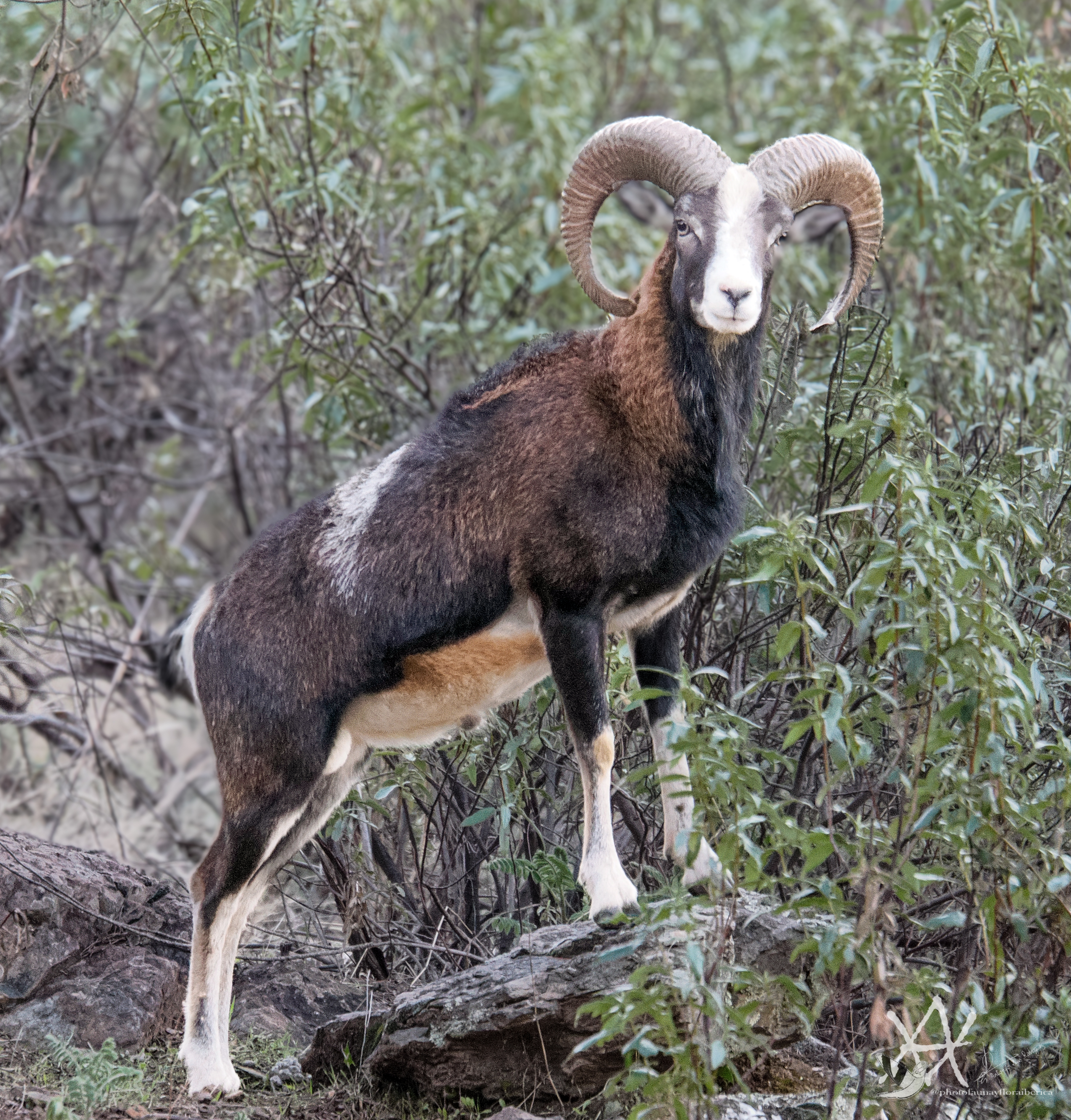 Muflon macho vigilando desde la piedra.