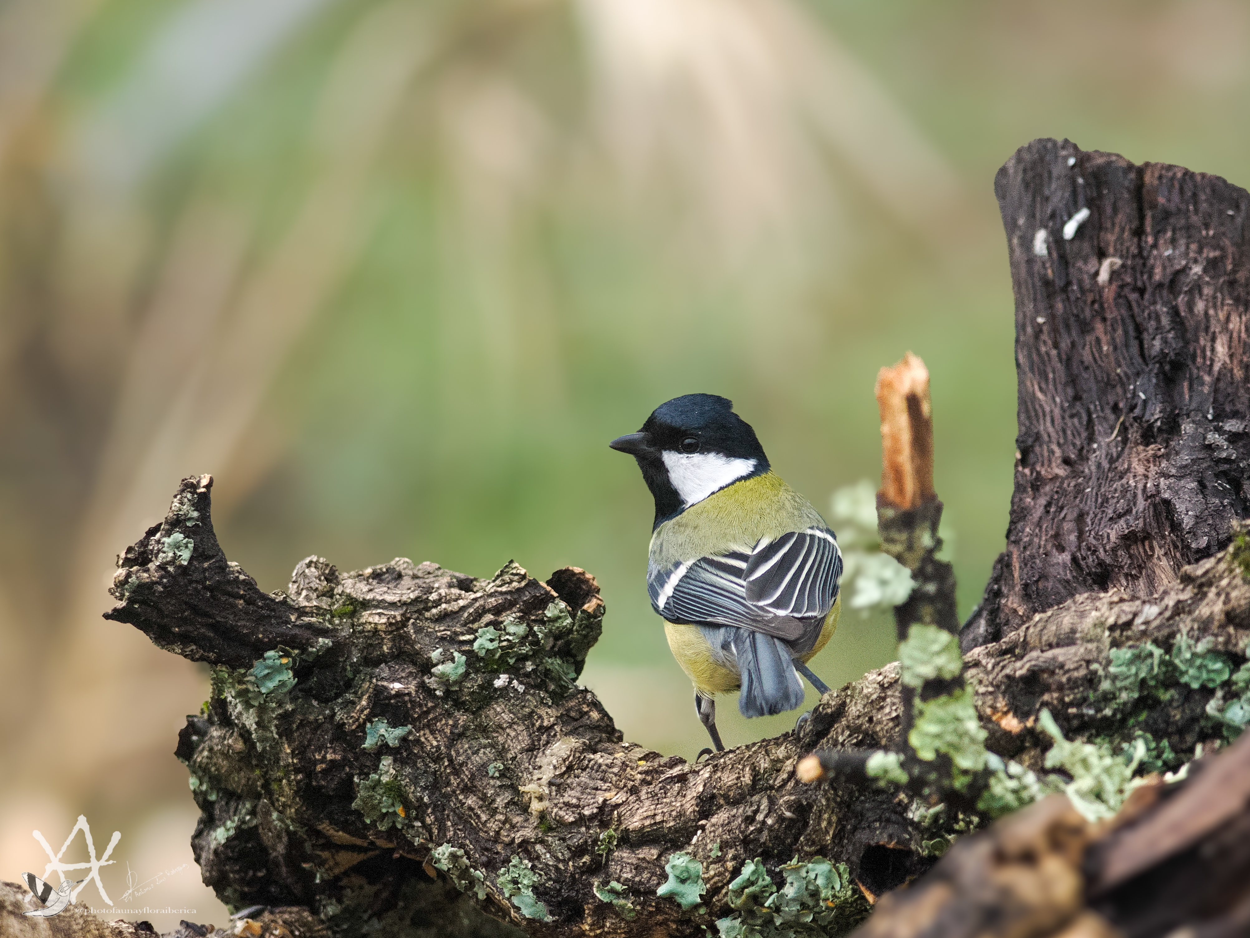 Carbonero sobre troncos muertos.