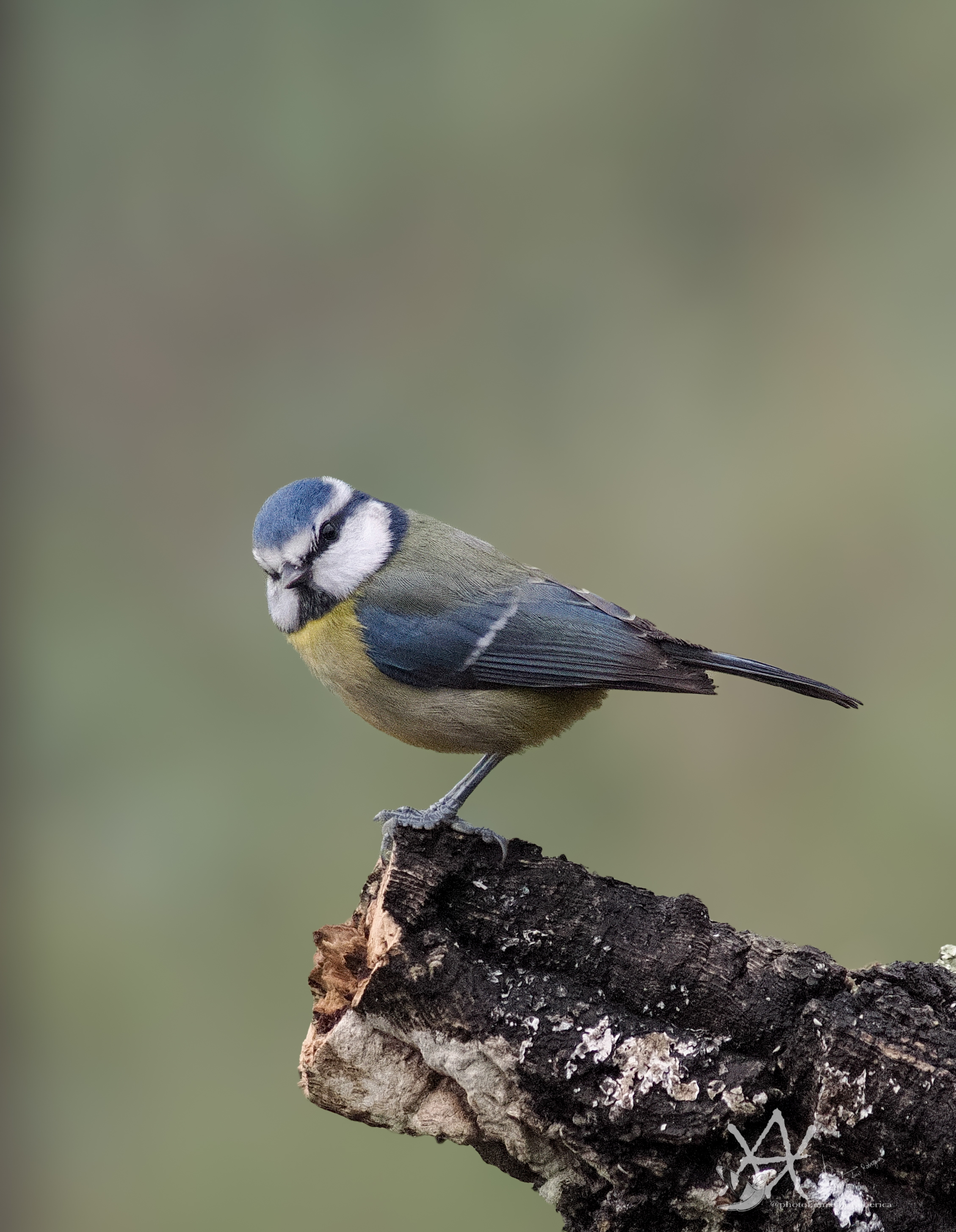 Gracioso herrerillo.