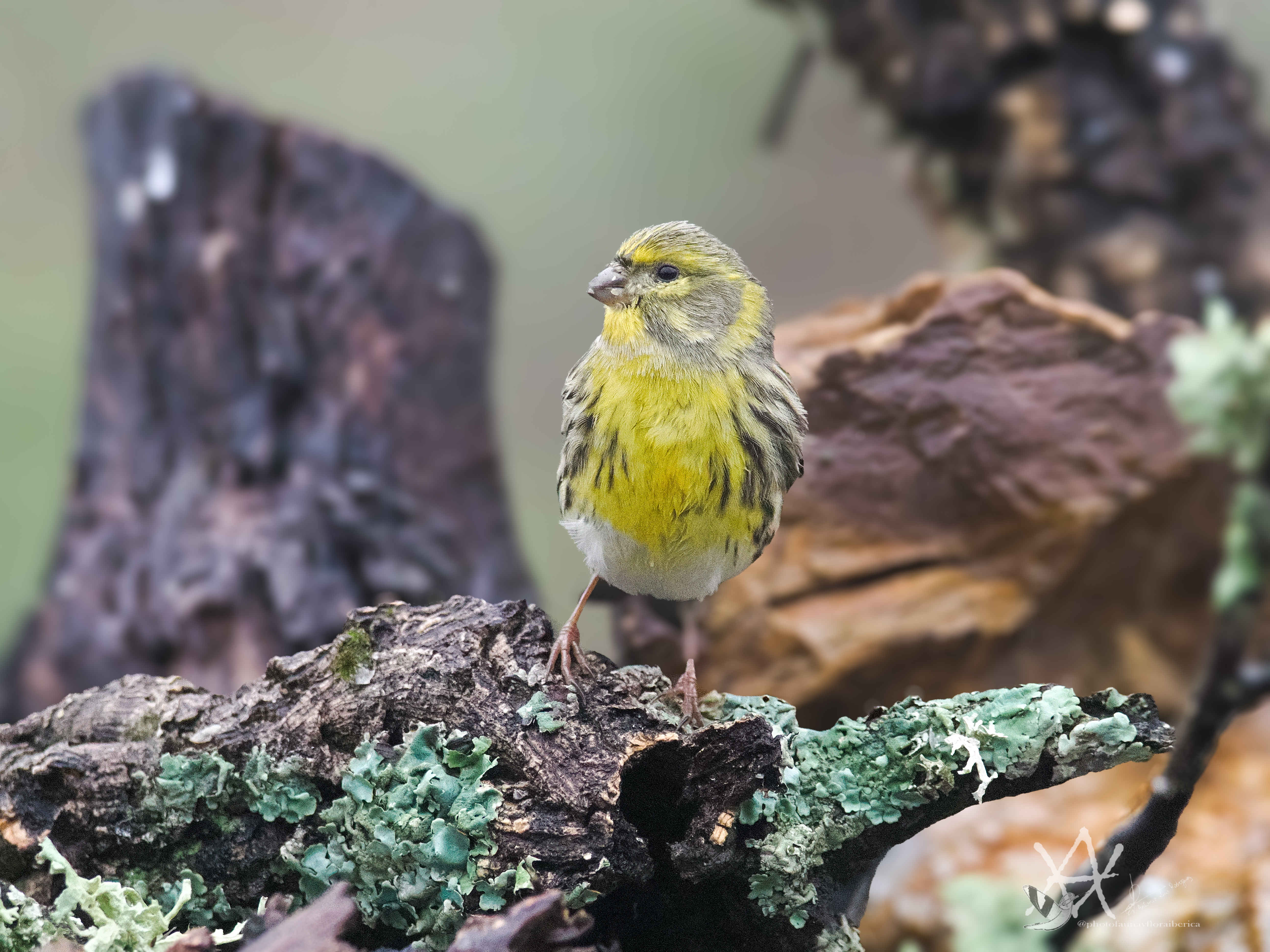 Chamarí sobre bonitos troncos.
