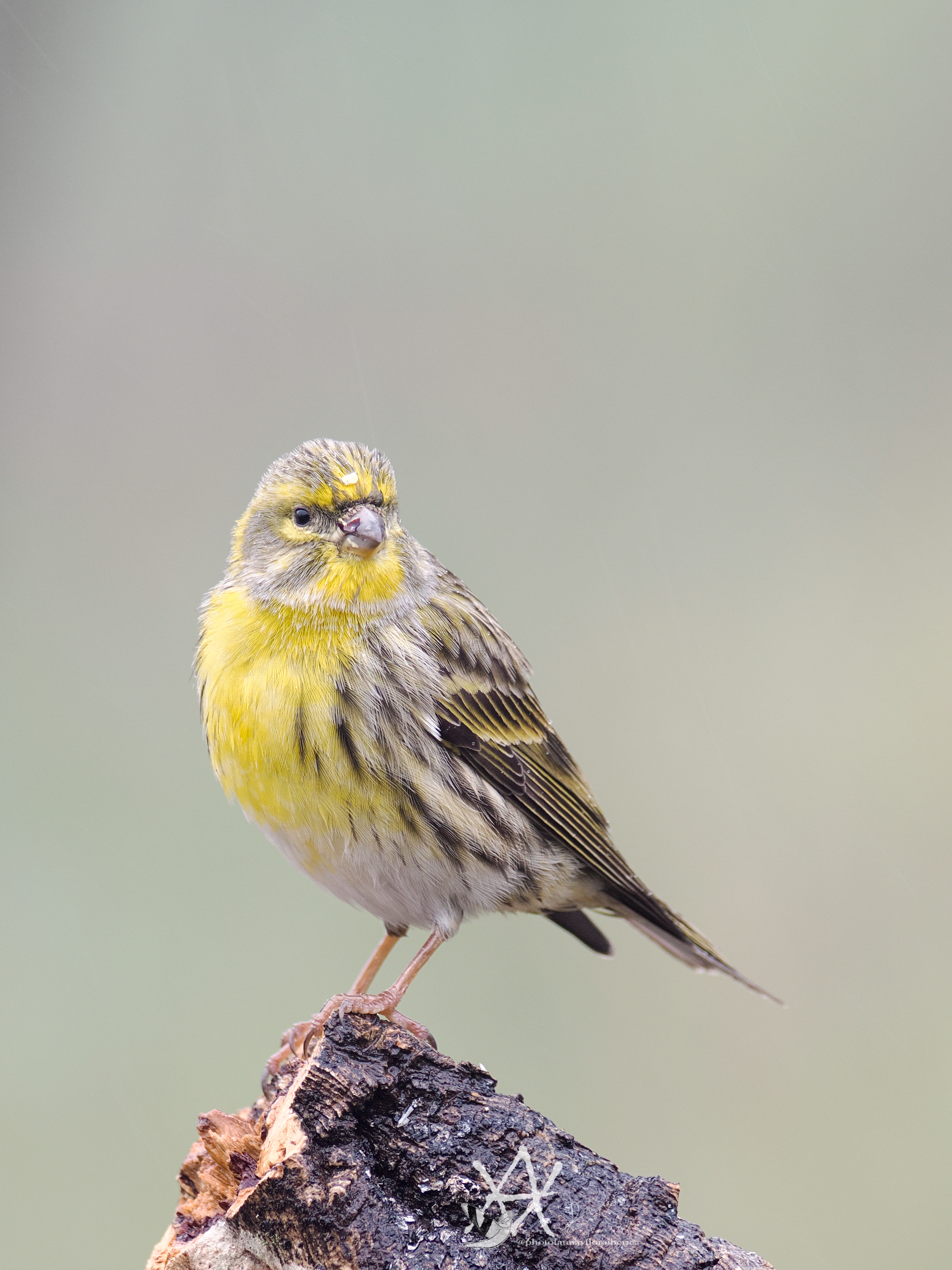 Chamarí nítido con fondo desenfocado.
