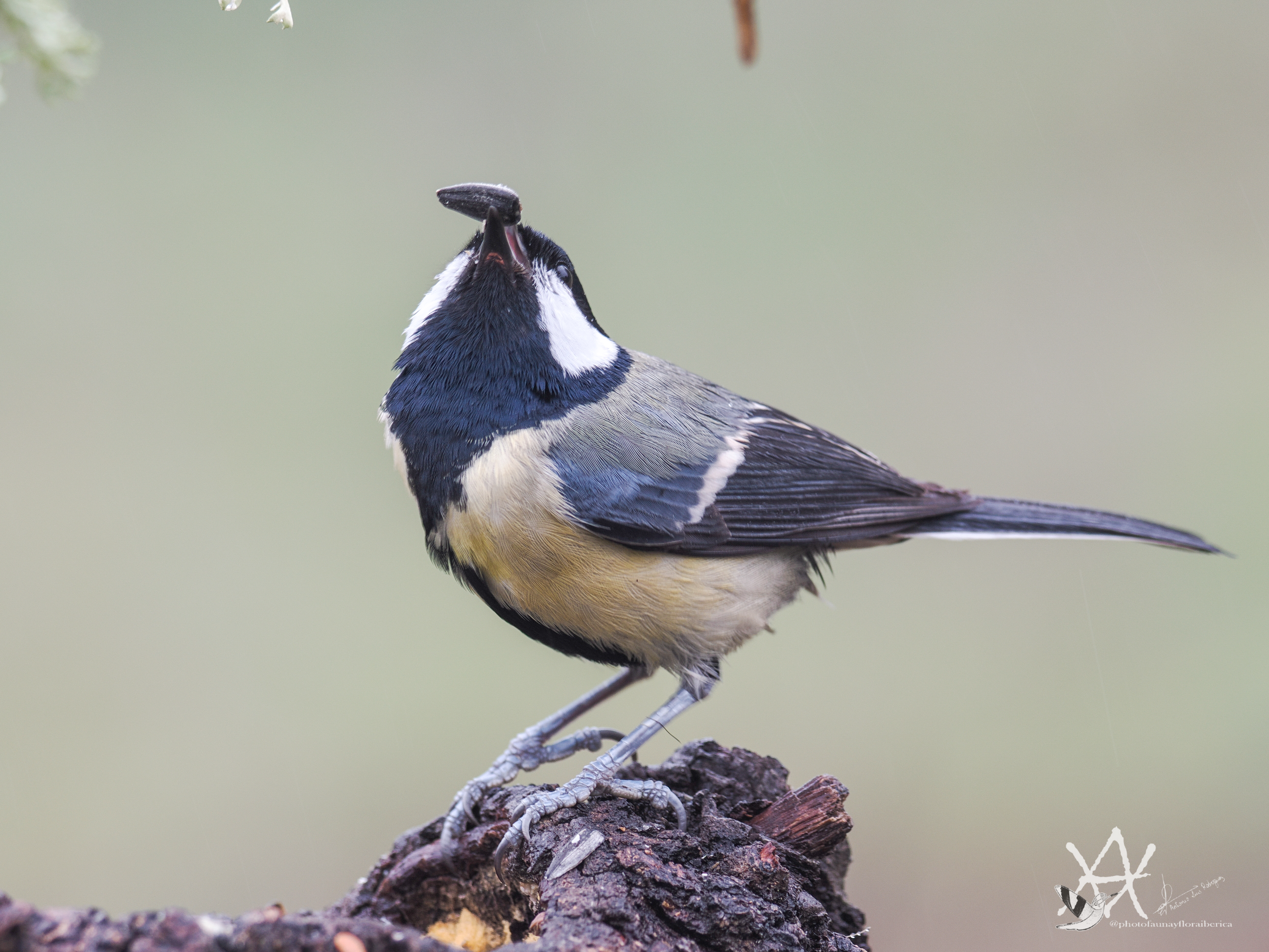 Carbonero degustando pipas.