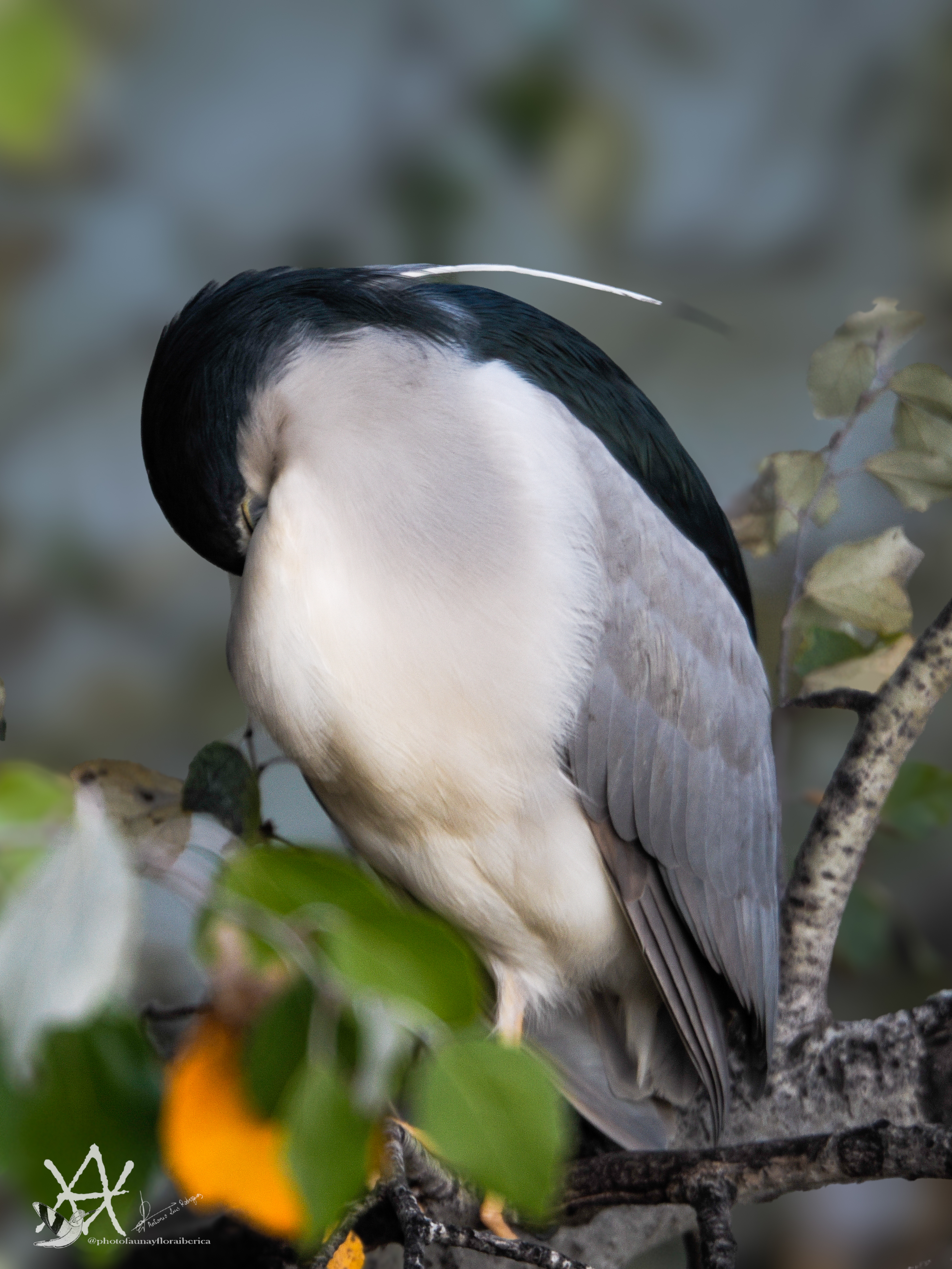 Gaceta grande descansando.