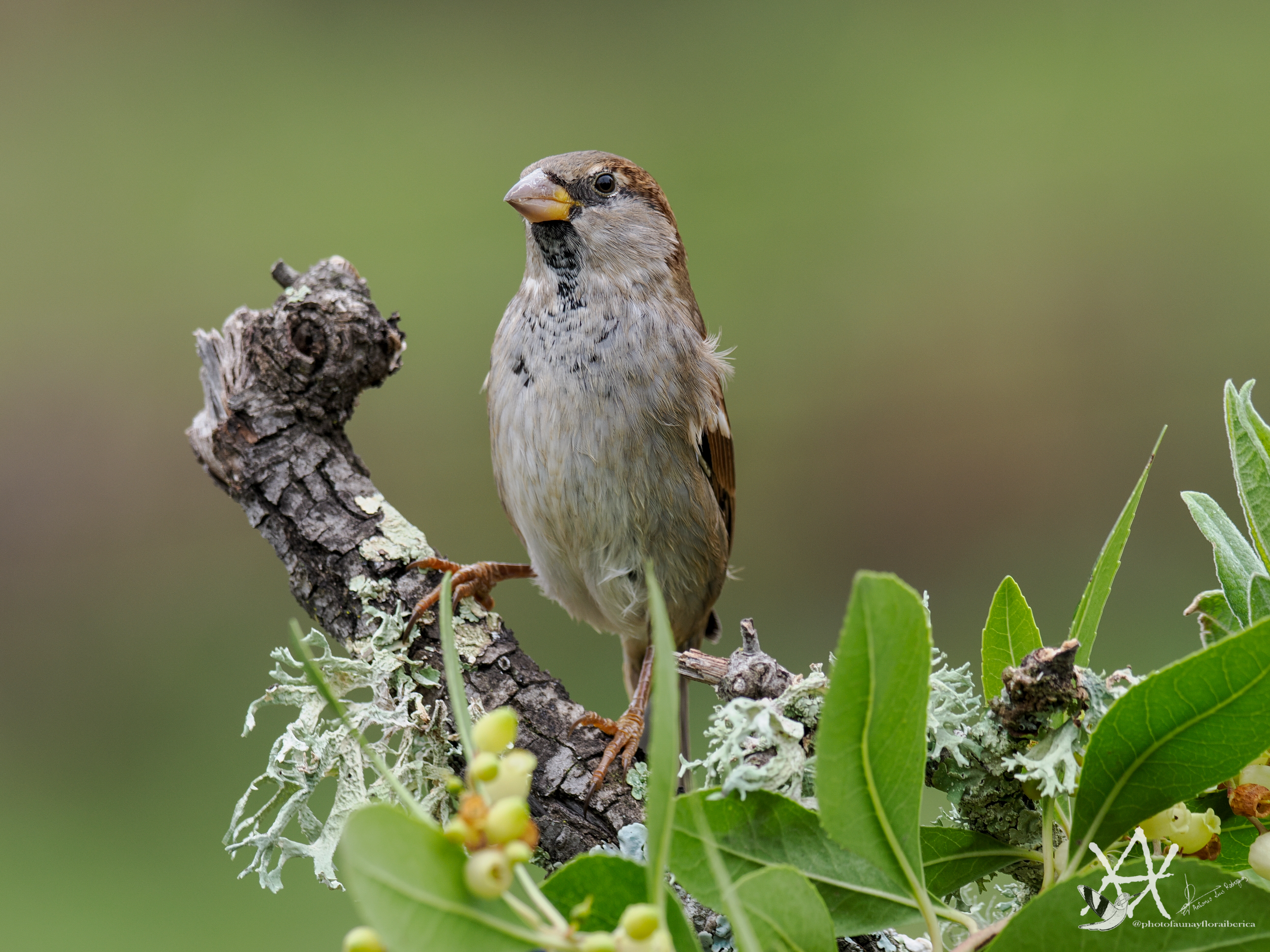 Gorrión macho gustándo.
