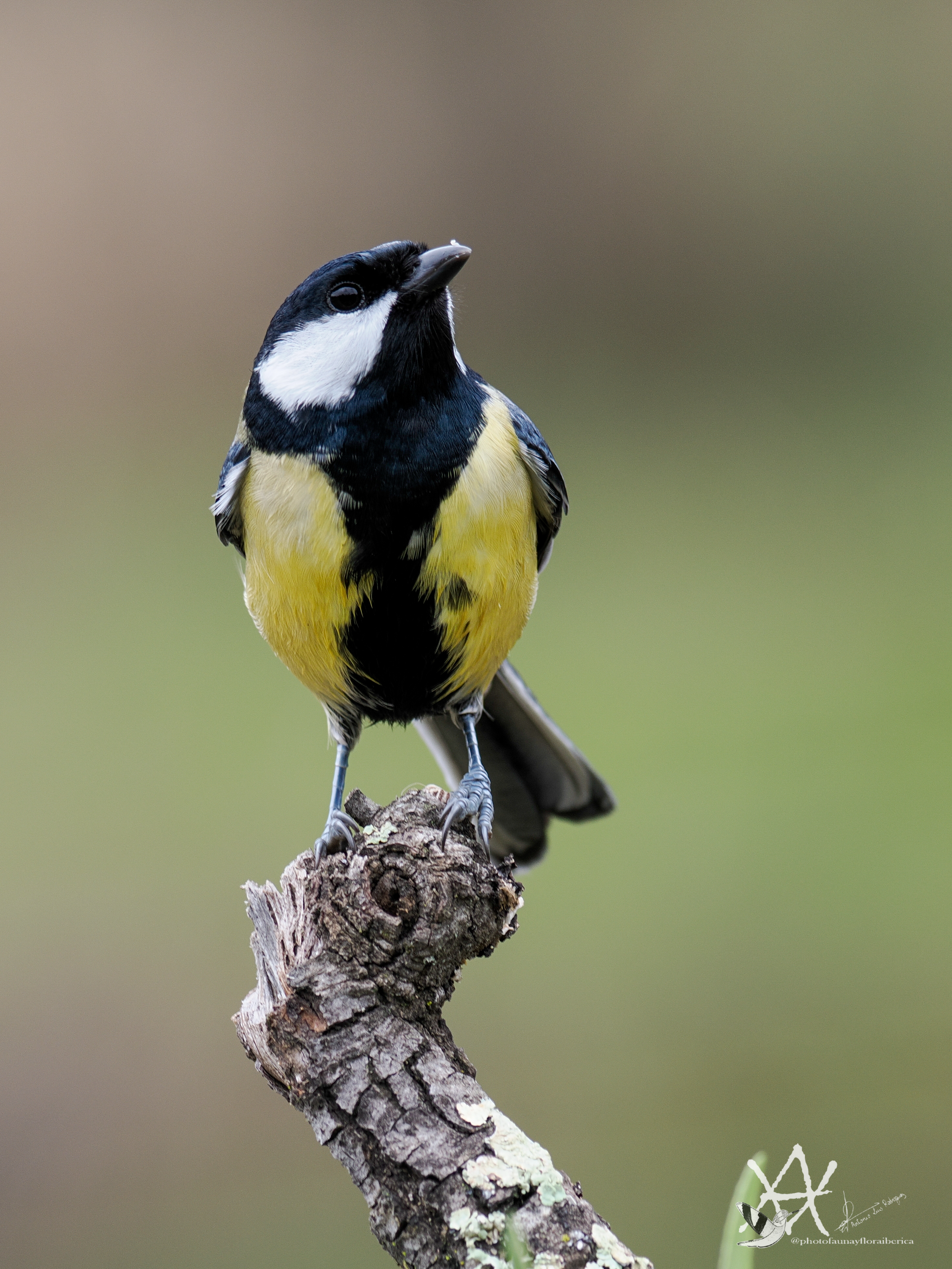 Carbonero sobre rama.