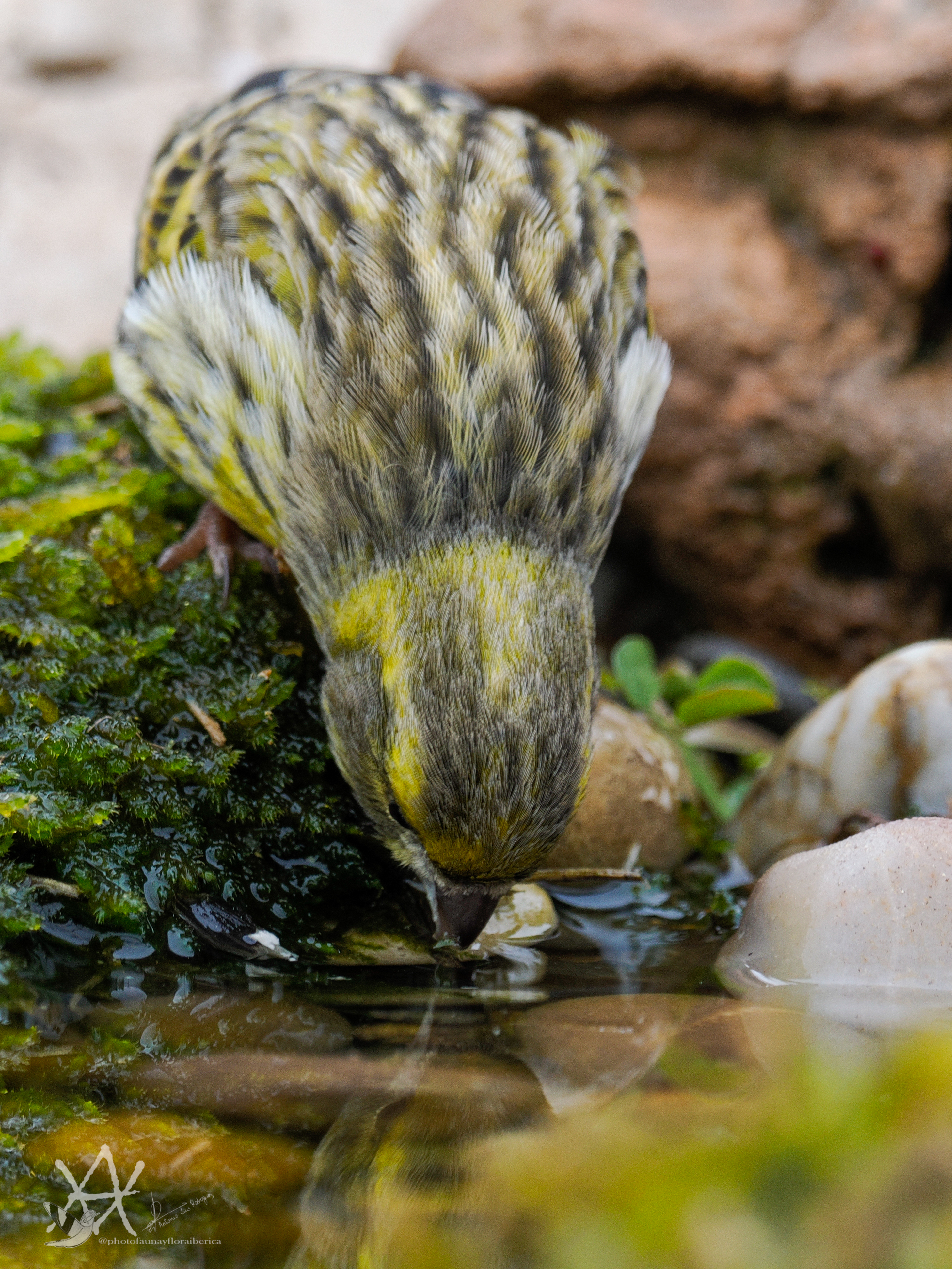 Chamarí bebiendo agua fresca.