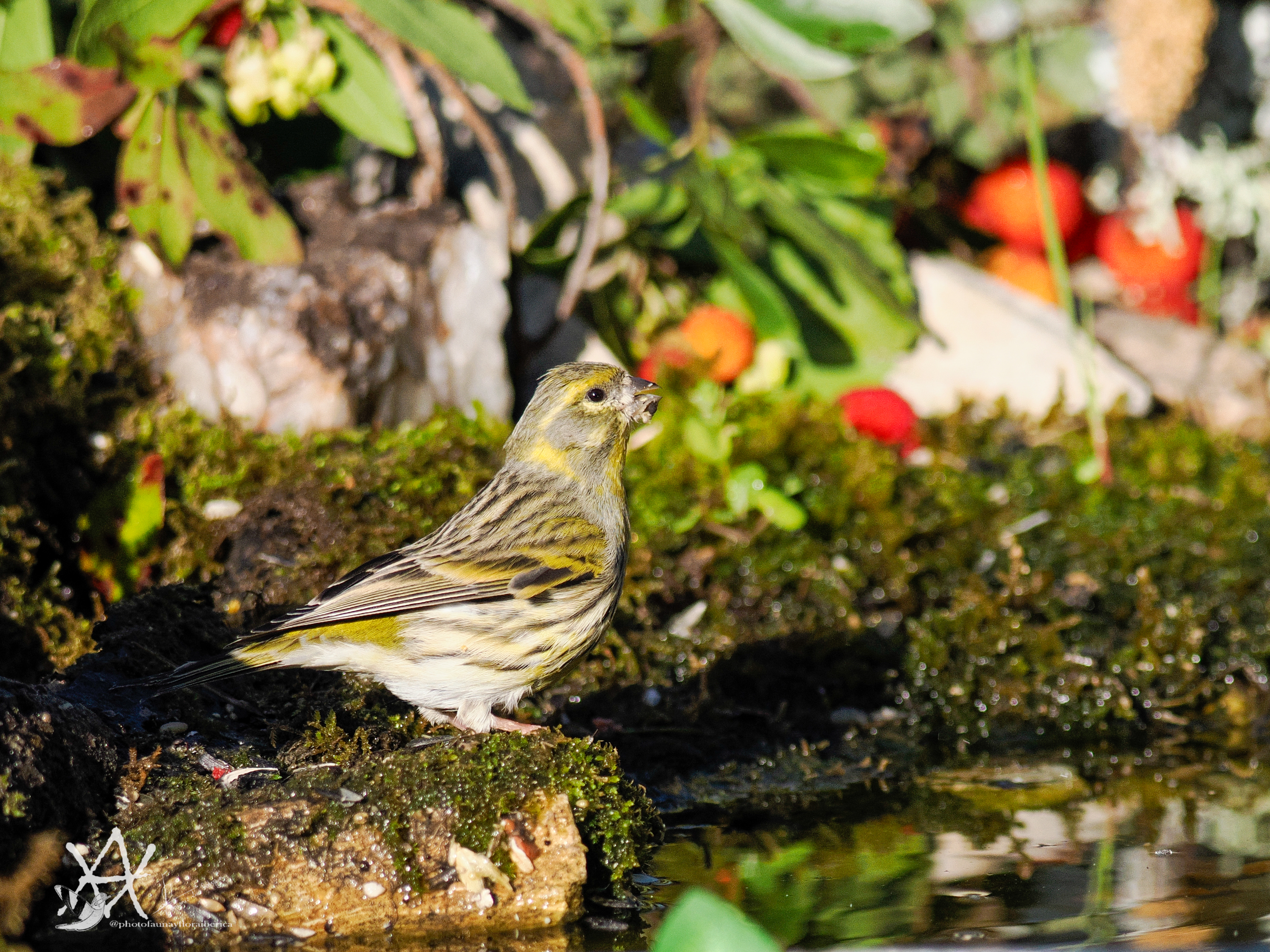 Chamarí sobre musgo y agua.