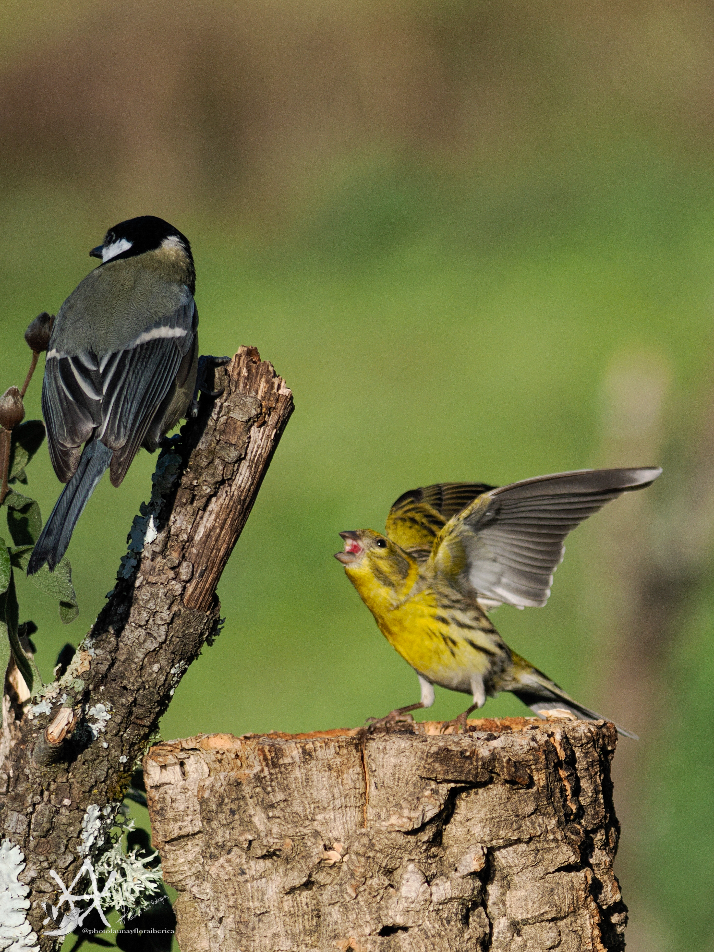 Chamarí contra carbonero.