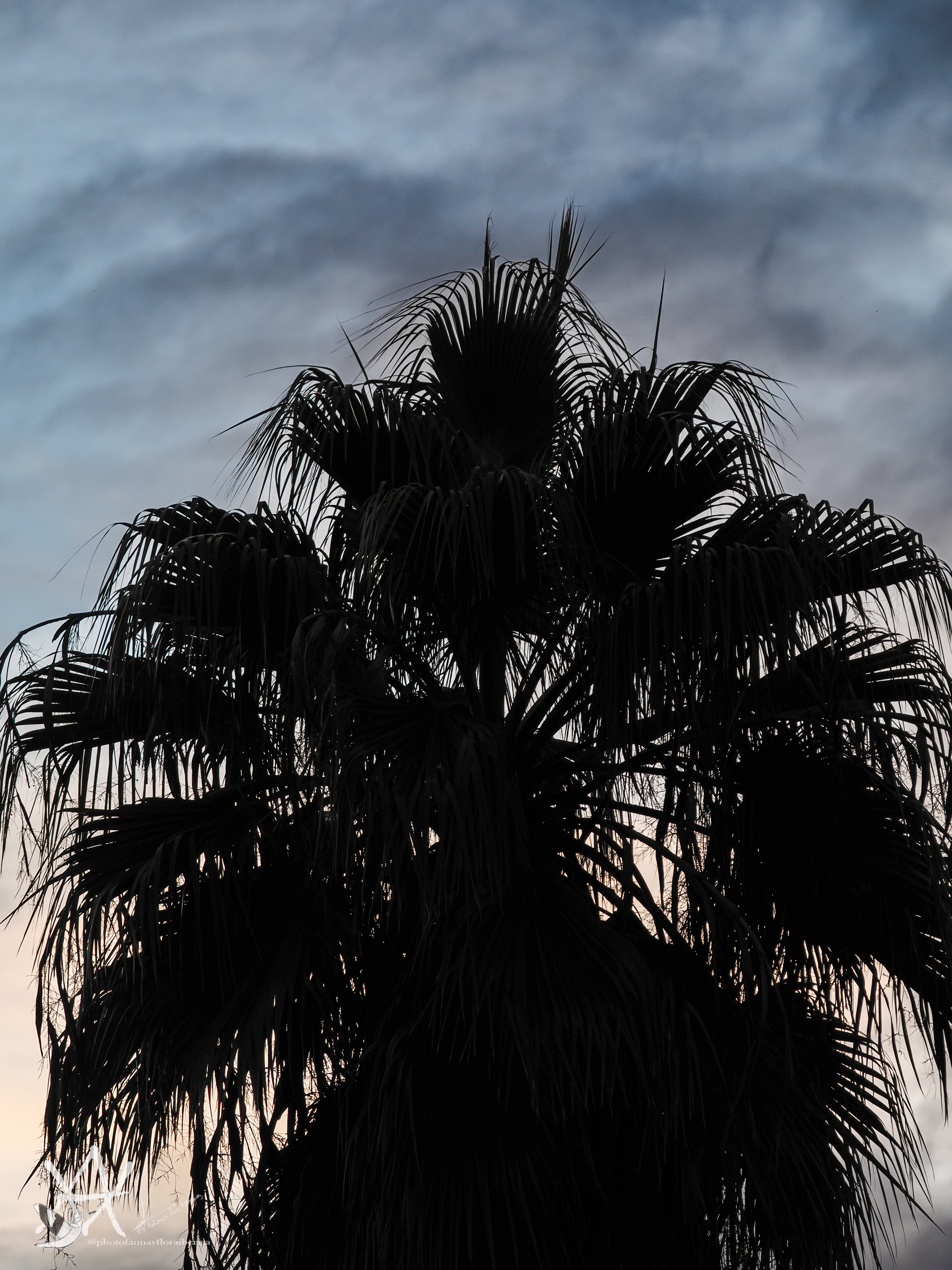 Palmera al anochecer