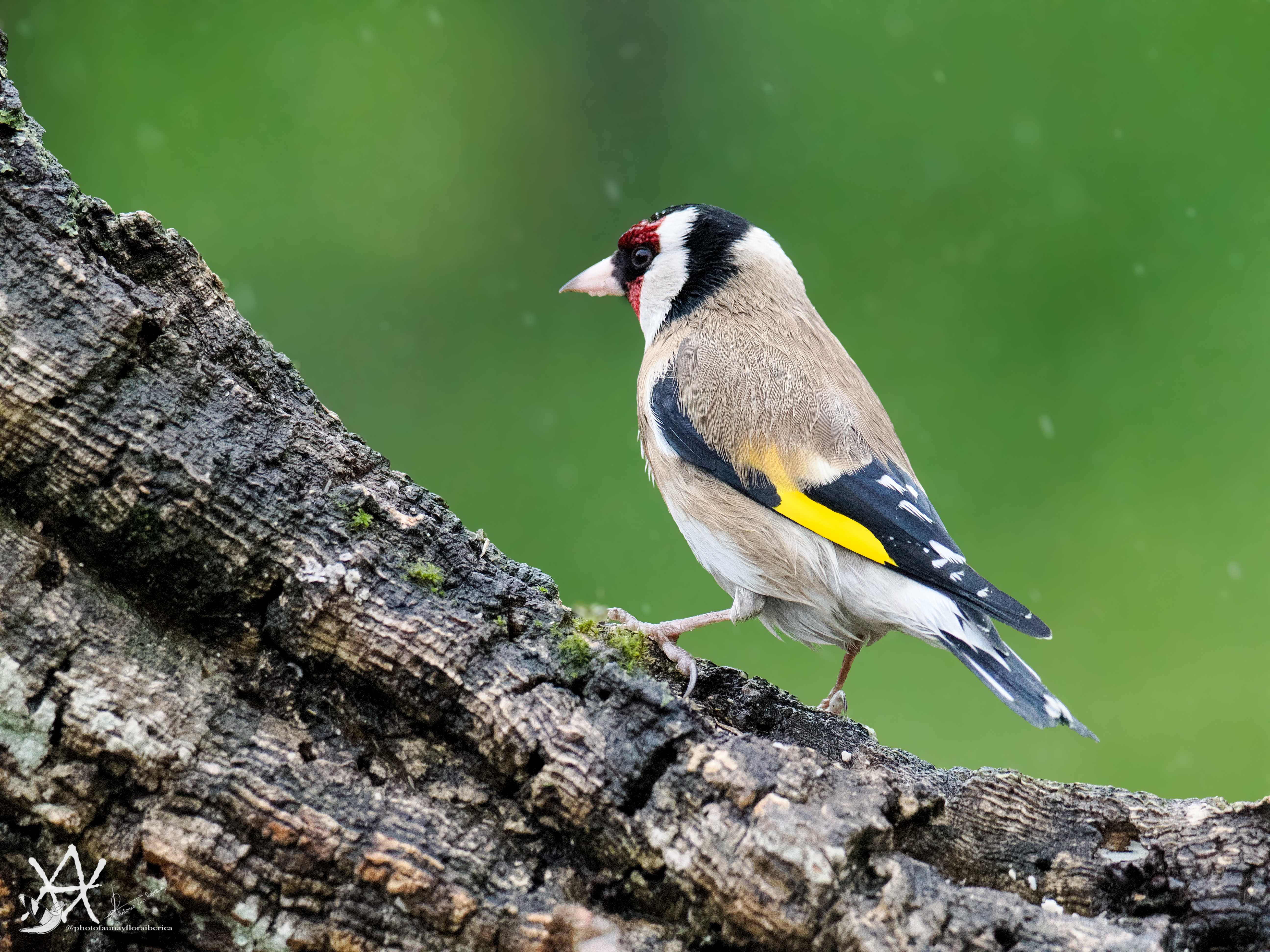 Jilguero bajo el agua