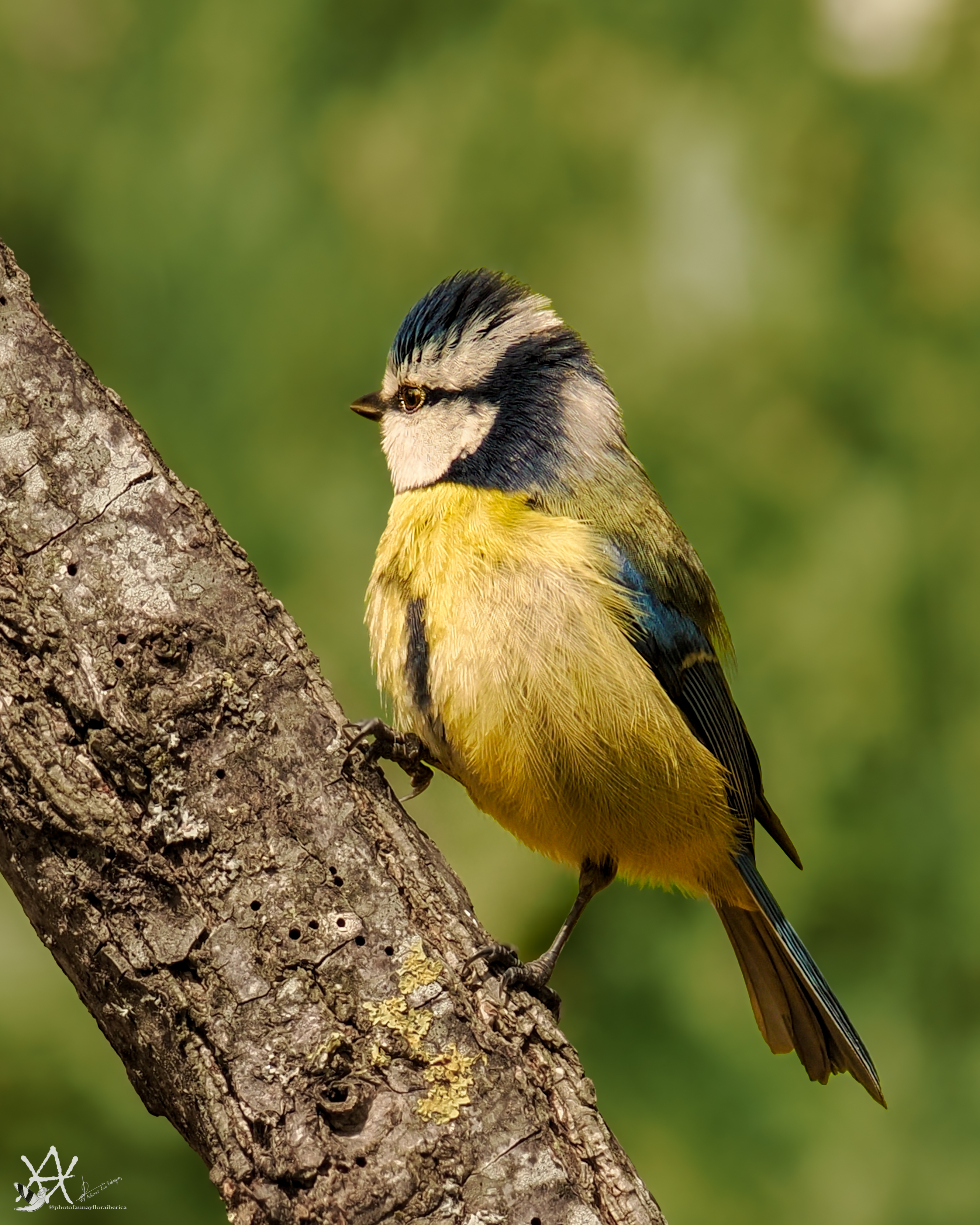 herrerillo común (Cyanistes caeruleus)