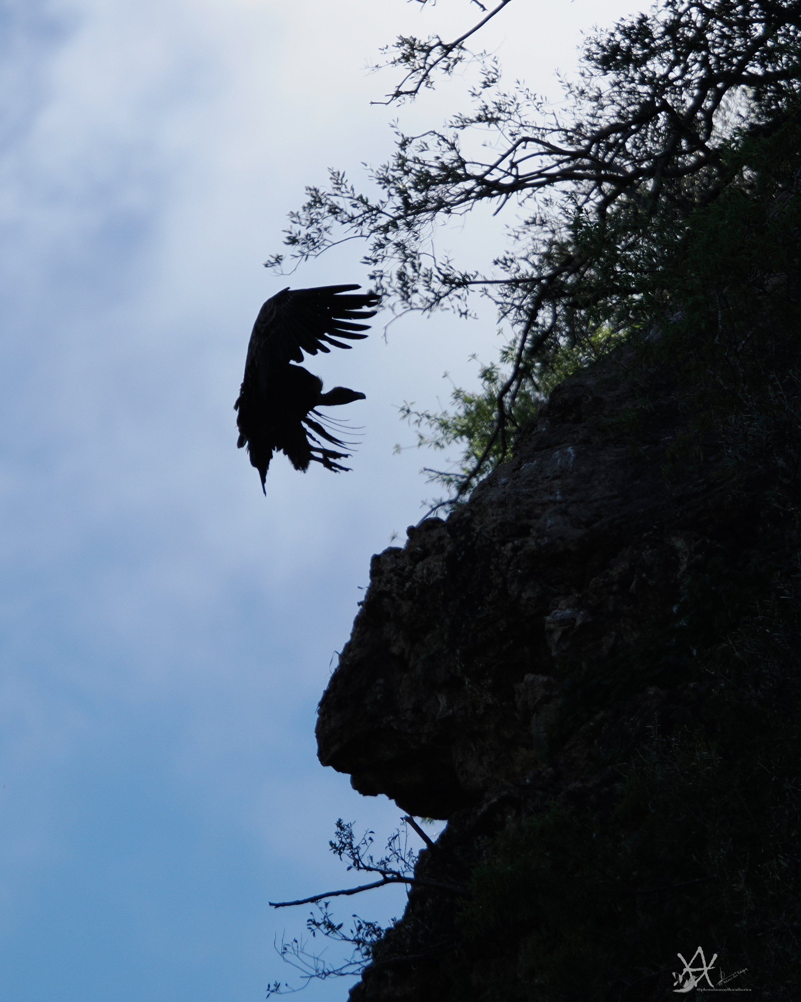 despegue de un buitre leonado (Gyps fulvus).