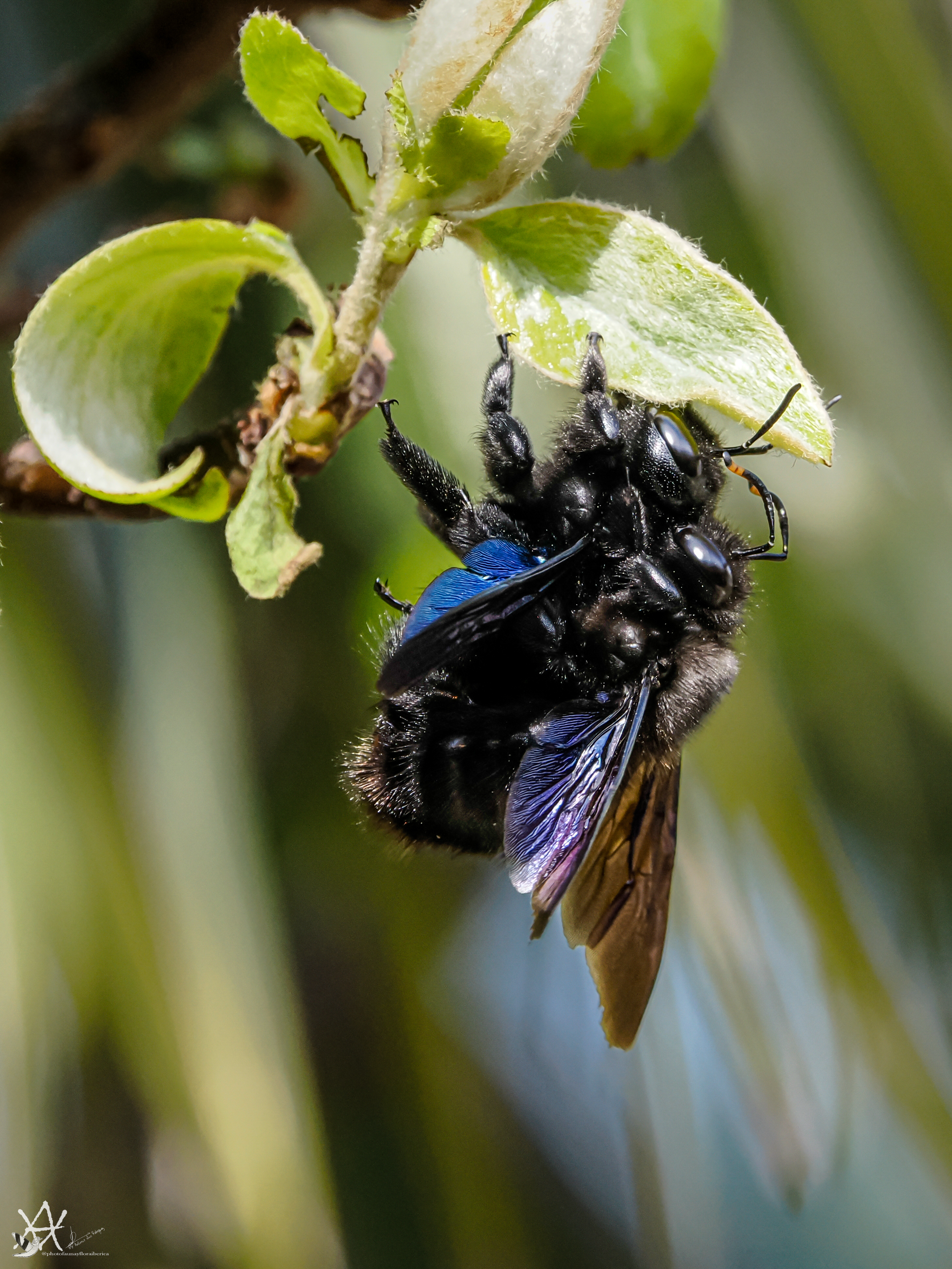 abeja carpintera azul (género Xylocopa)
