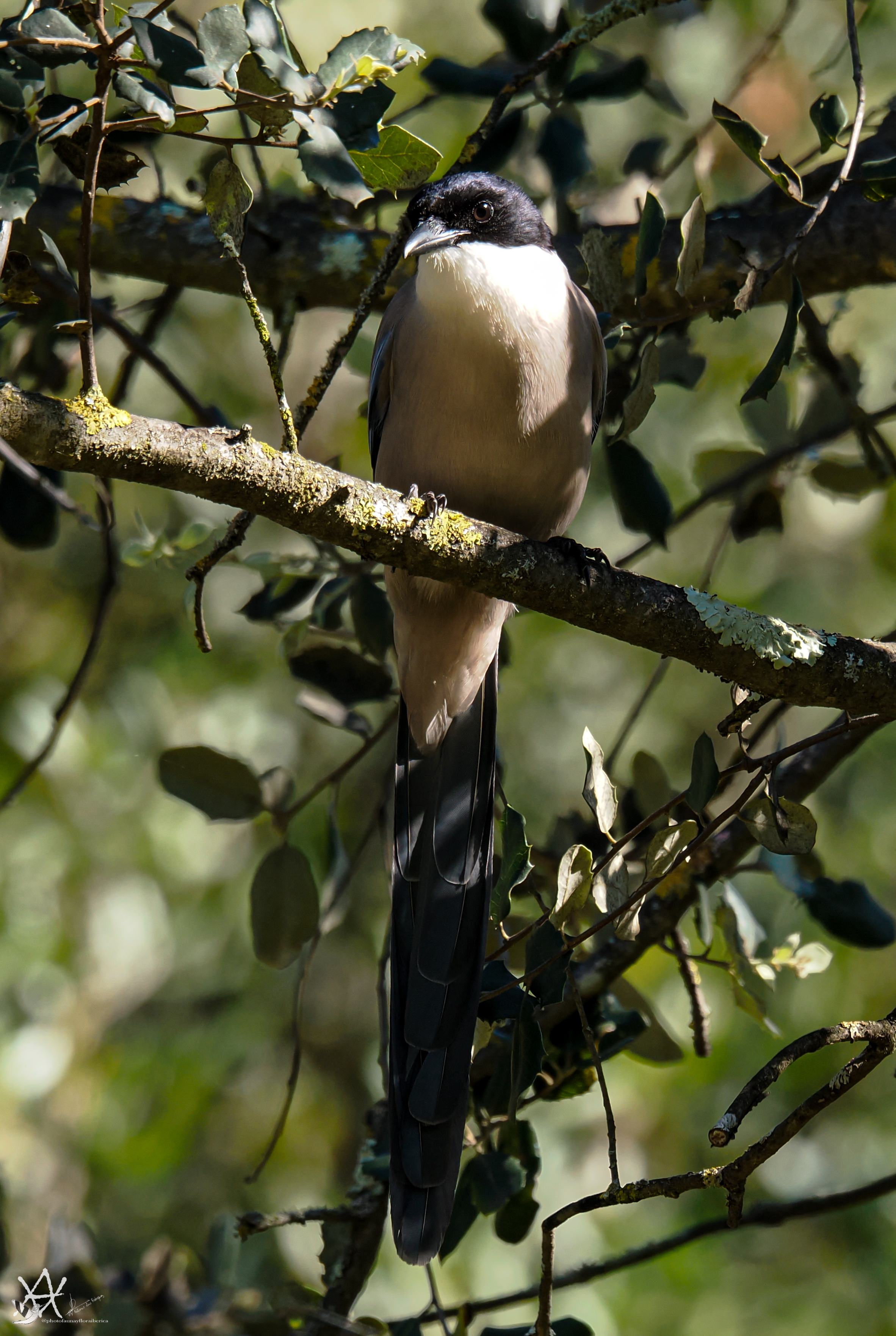 Rabilargo Ibérico (Cyanopica cooki).