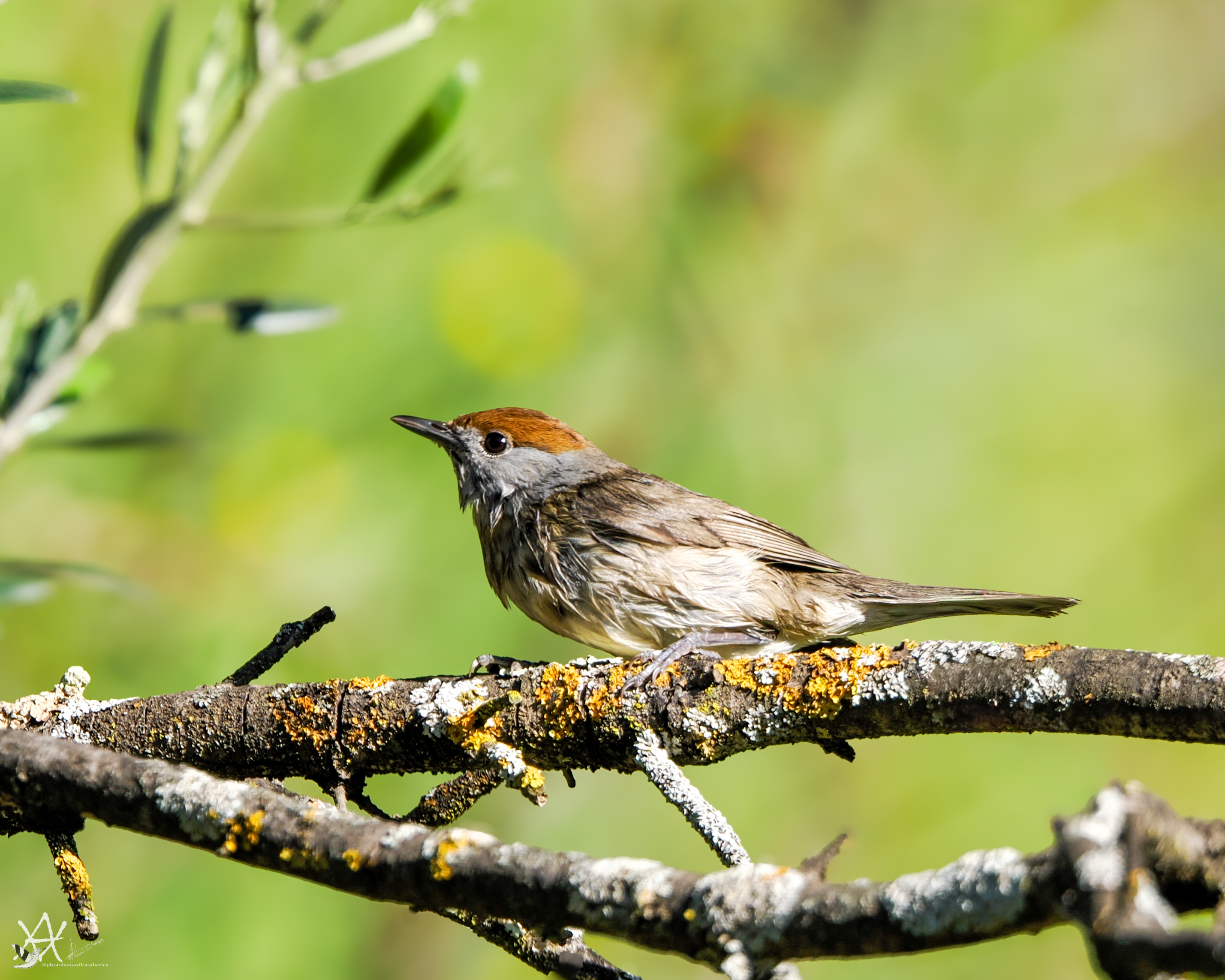 curruca capirotada (Sylvia atricapilla)