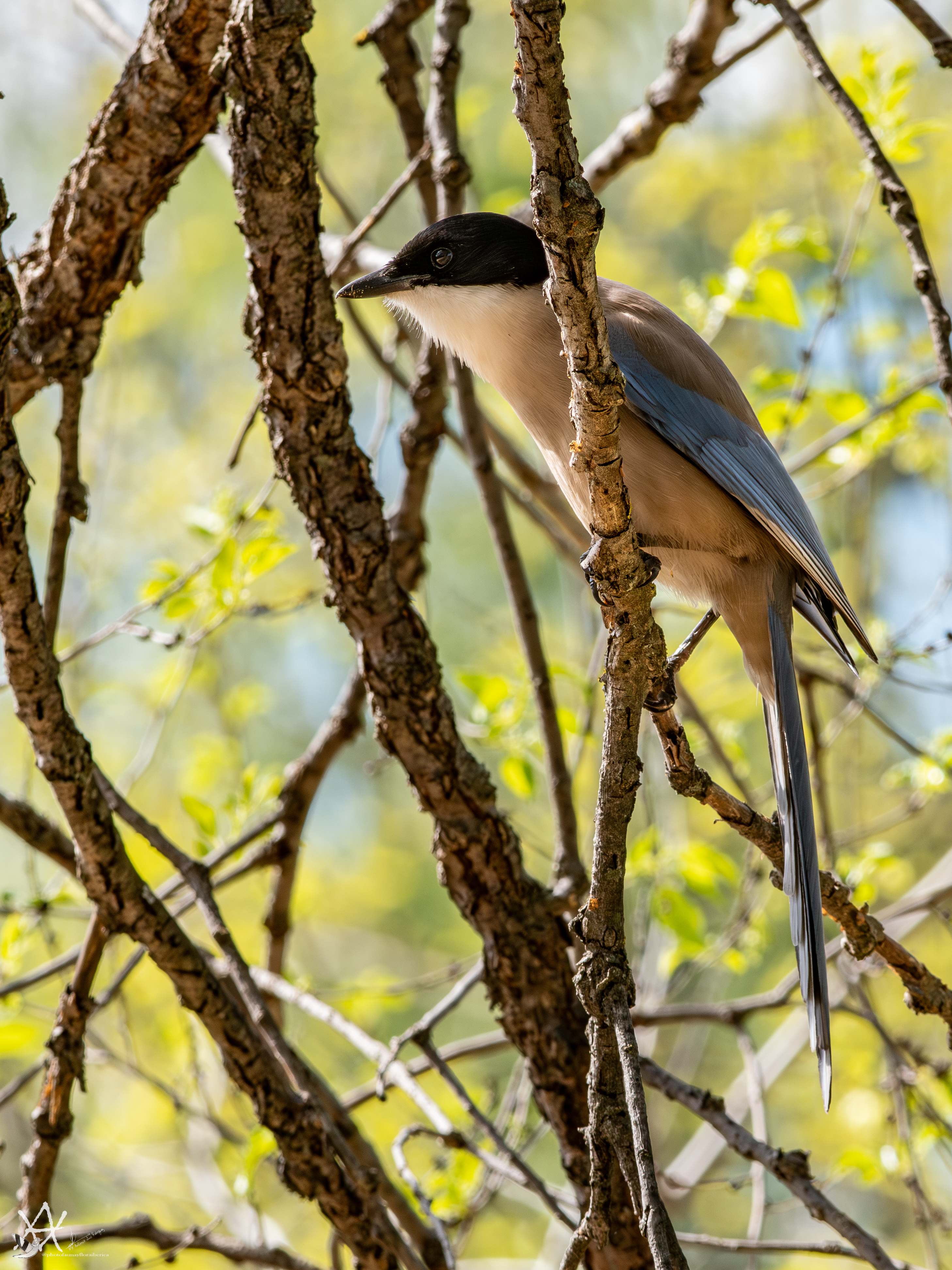 Rabilargo Ibérico (Cyanopica cooki).