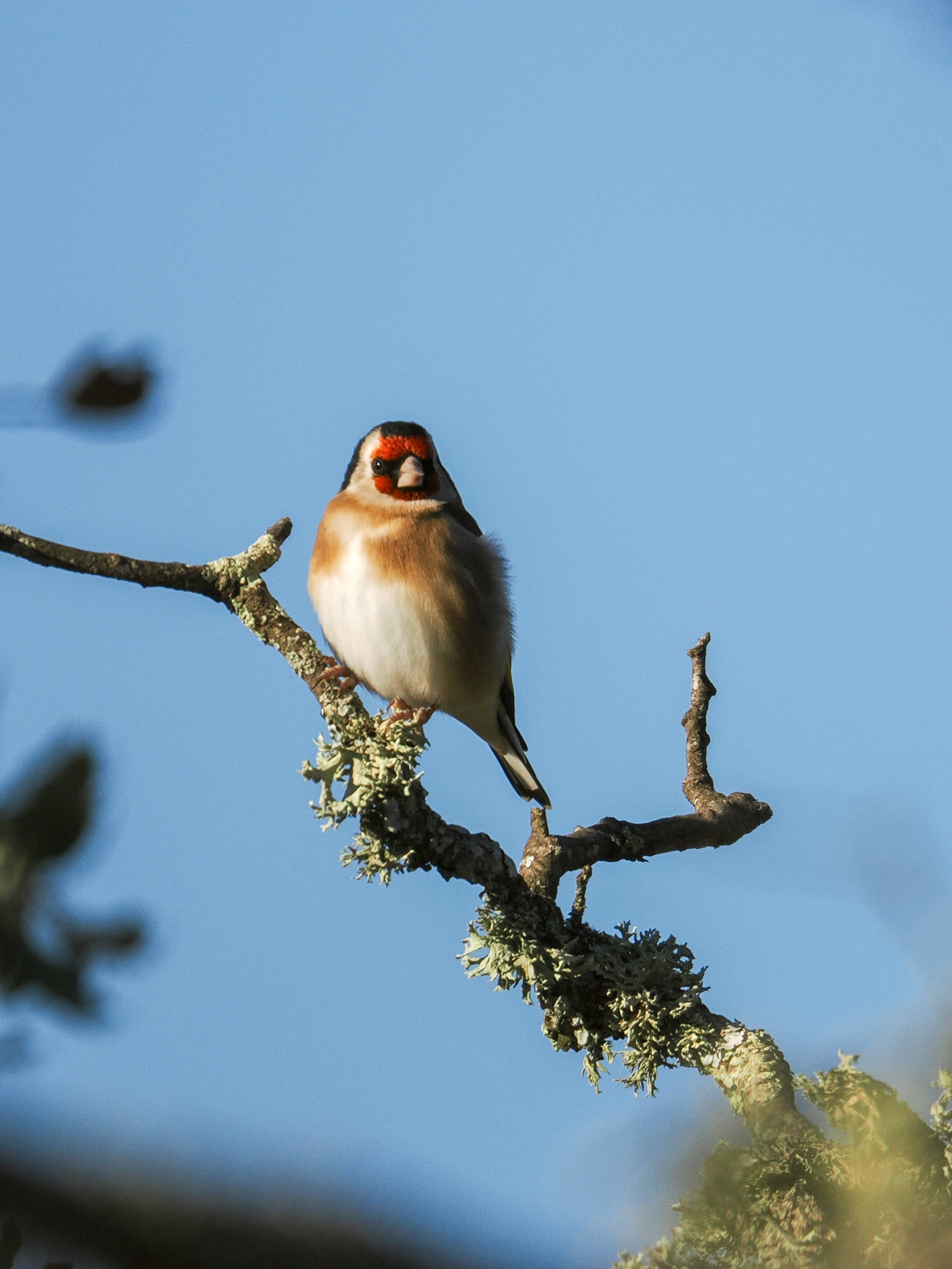 JILGUERO POSADO EN ALAMO
