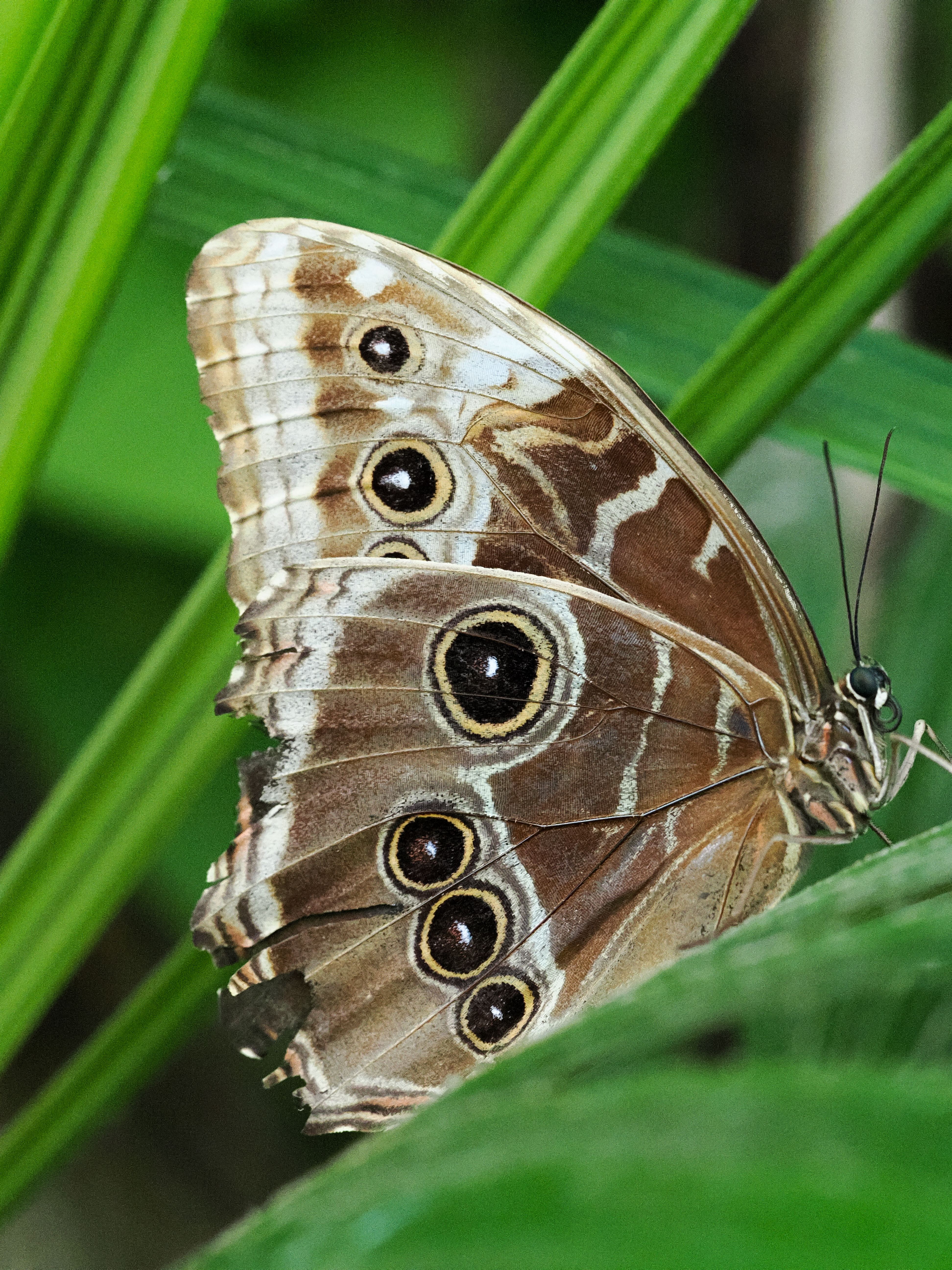 MARIPOSA BUHO