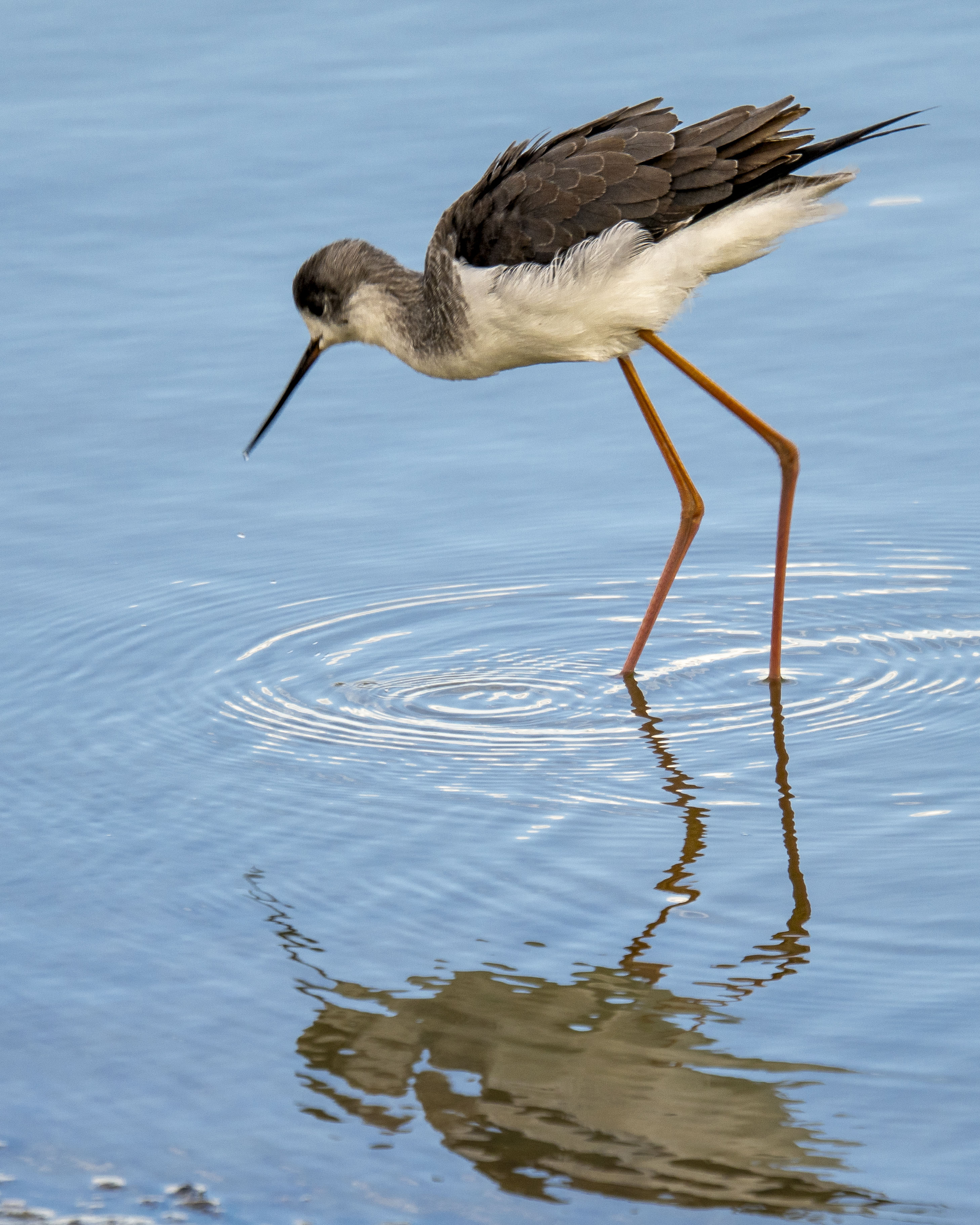Cigüeñuela común (Himantopus himantopus) buscando alimento en el agua con reflejo nítido. Ave limícola de patas largas en humedal. Fotografía de naturaleza.