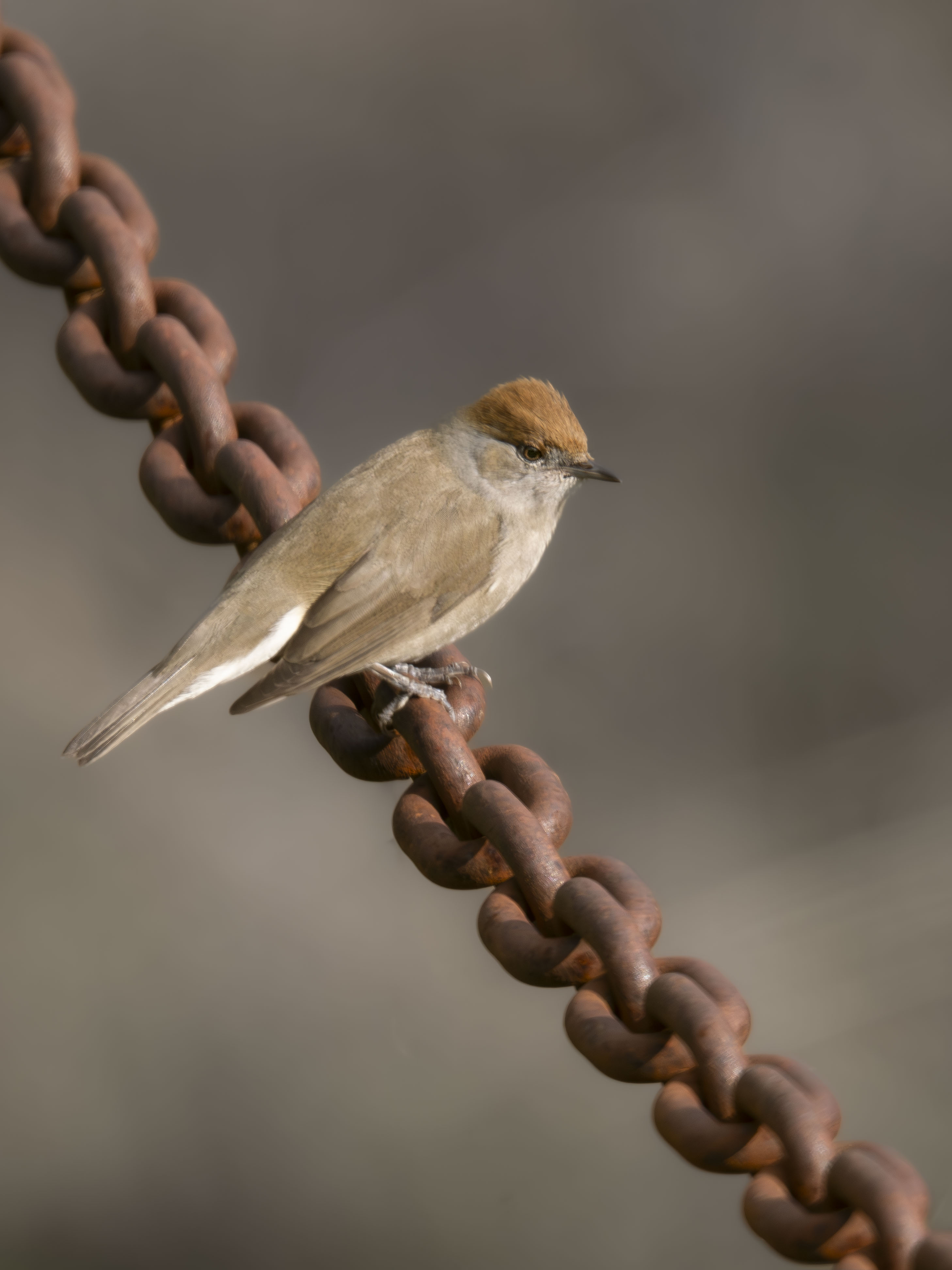 Curruca Capirotada Hembra (Sylvia atricapilla) posada sobre una cadena