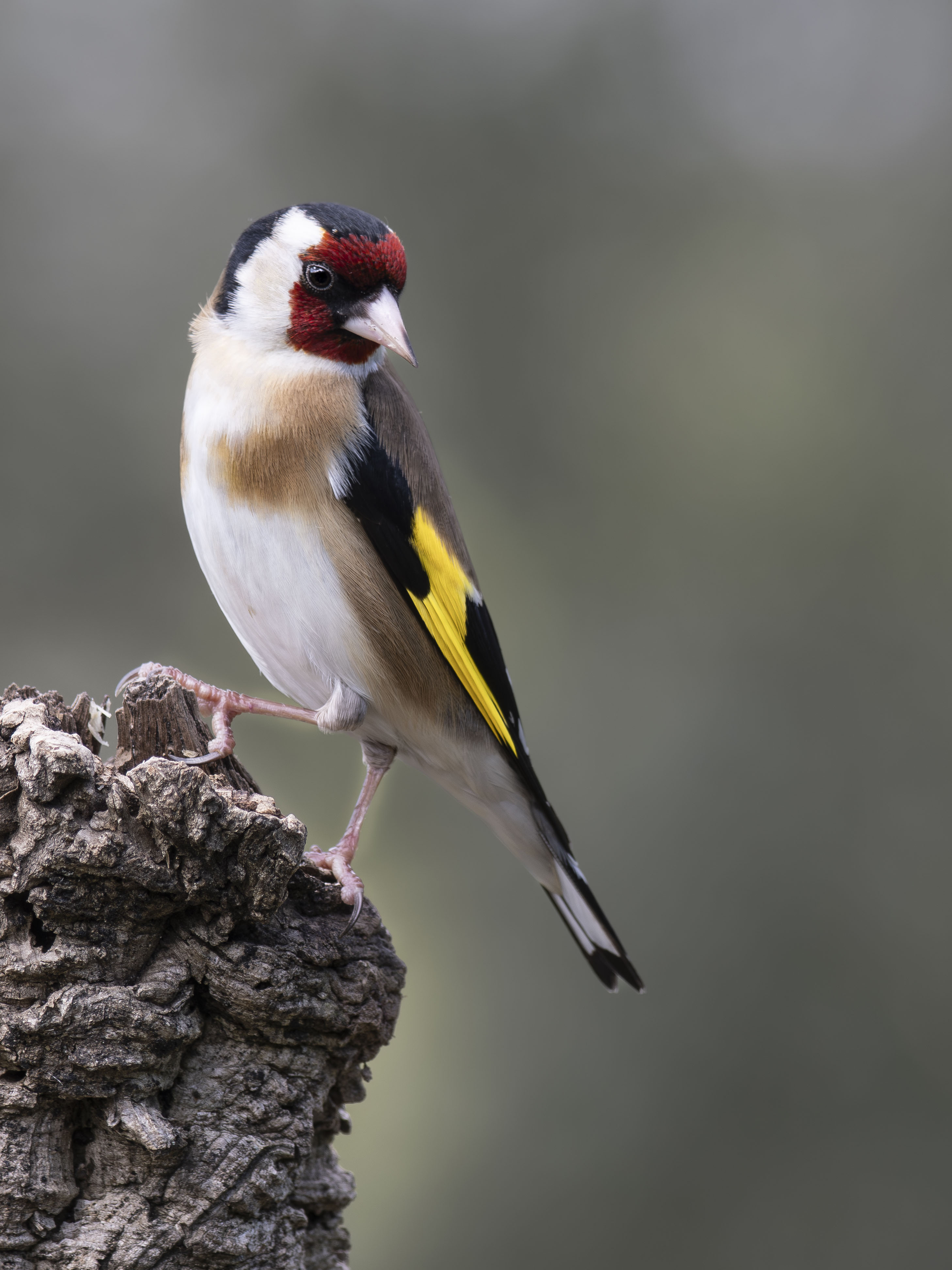 Jilguero europeo (Carduelis carduelis) posado sobre un tronco rugoso. Retrato de ave colorida con cara roja, alas amarillas y fondo desenfocado. Fotografía de naturaleza y fauna silvestre en el campo