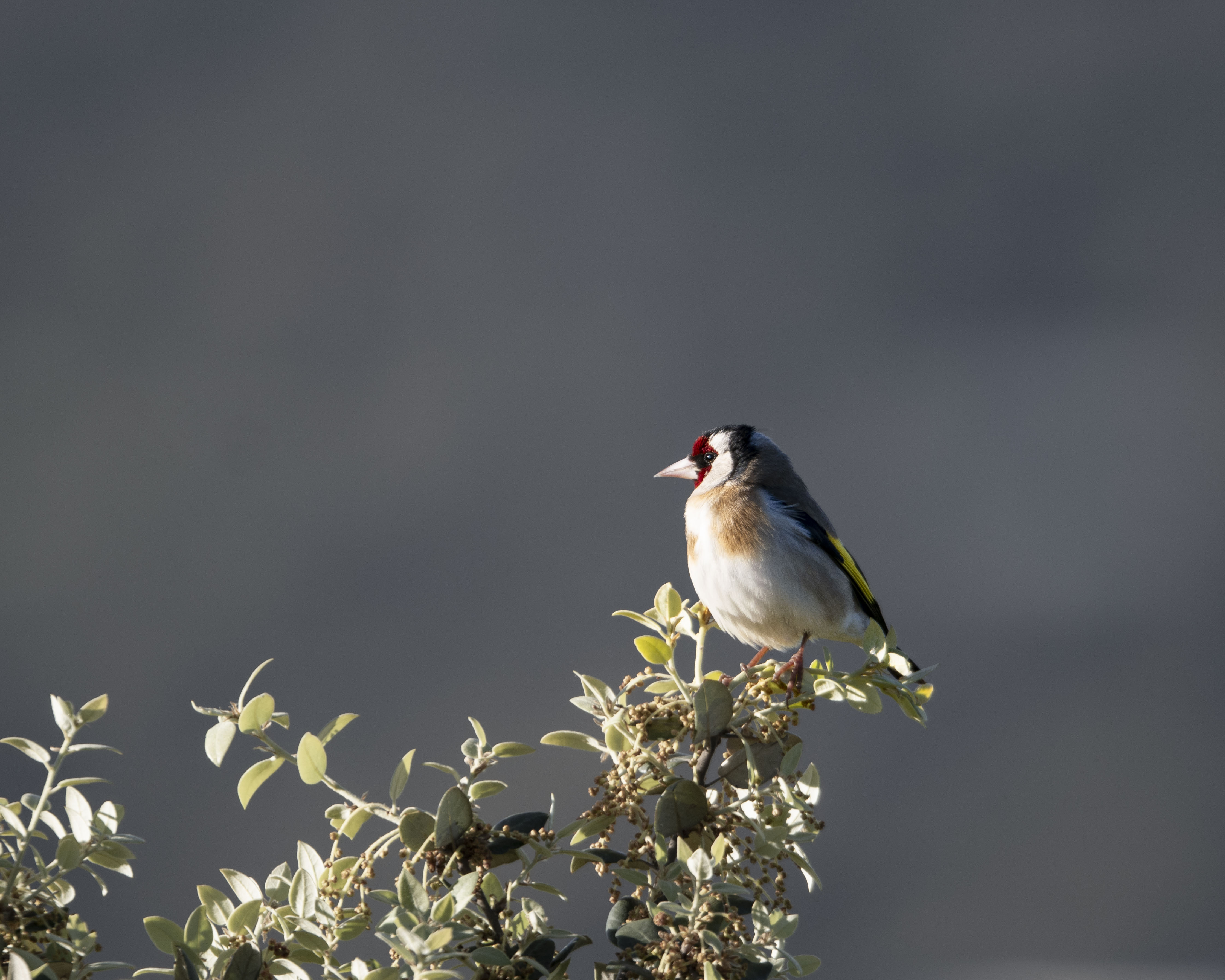 ilguero europeo (Carduelis carduelis) posado en la cima de un arbusto al amanecer, ave colorida silvestre en entorno natural con fondo desenfocado.