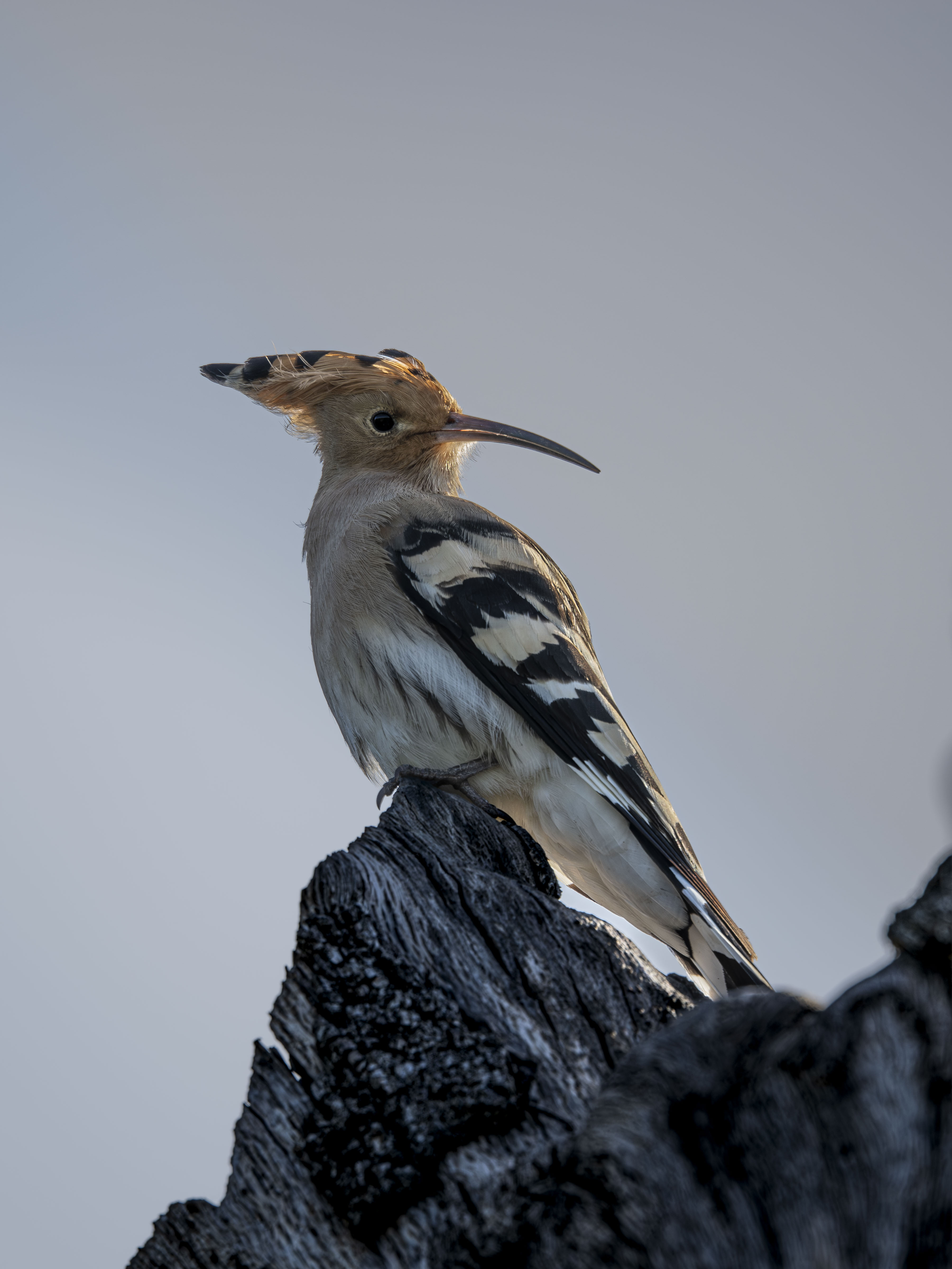 Abubilla común (Upupa epops) con cresta visible posada en tronco viejo durante el amanecer, iluminación de contraluz dorada y fondo de cielo azul claro.
