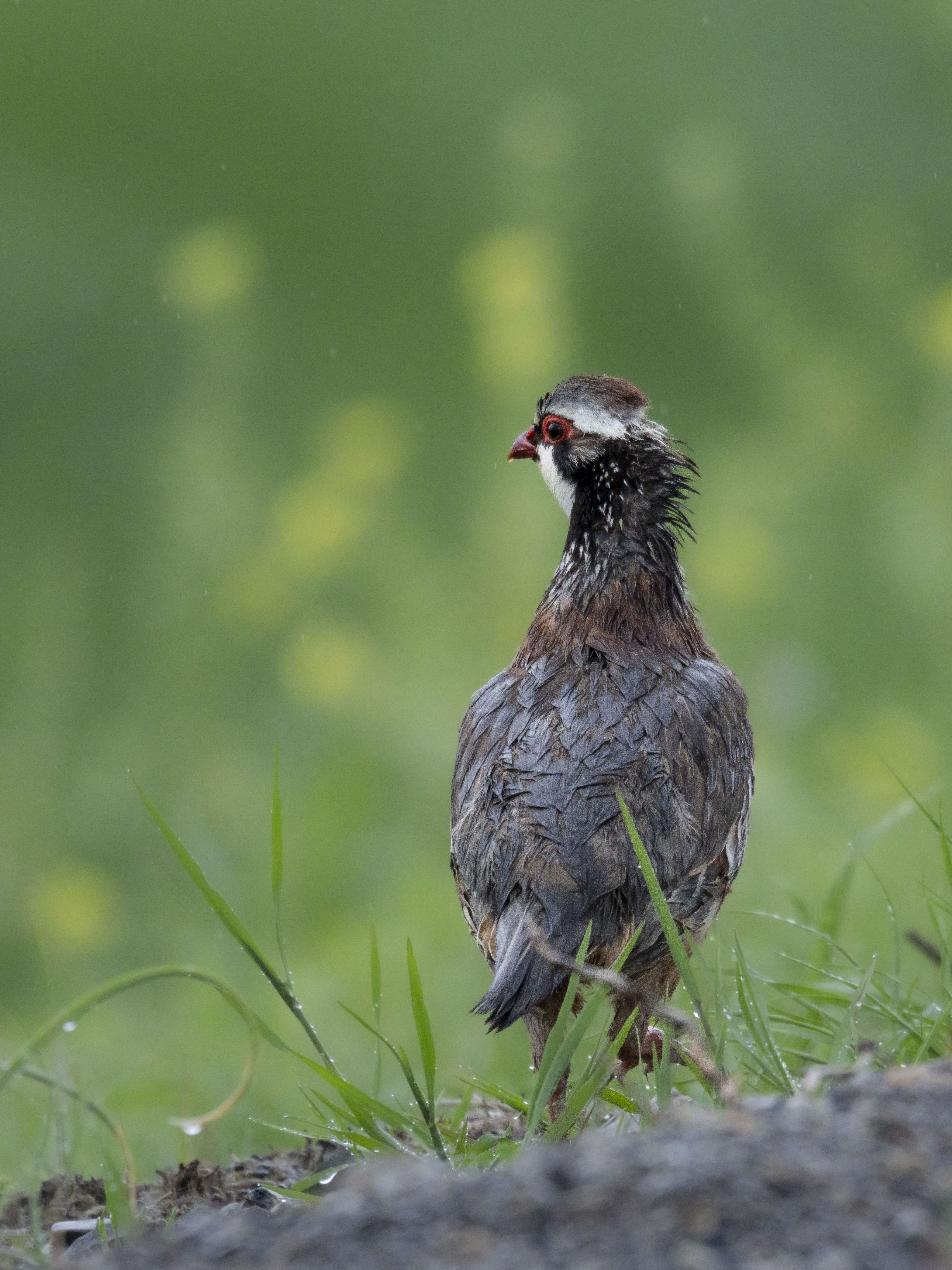 Supervivencia bajo la lluvia: Retrato íntimo de una Perdiz Roja mojada en el campo durante la primavera