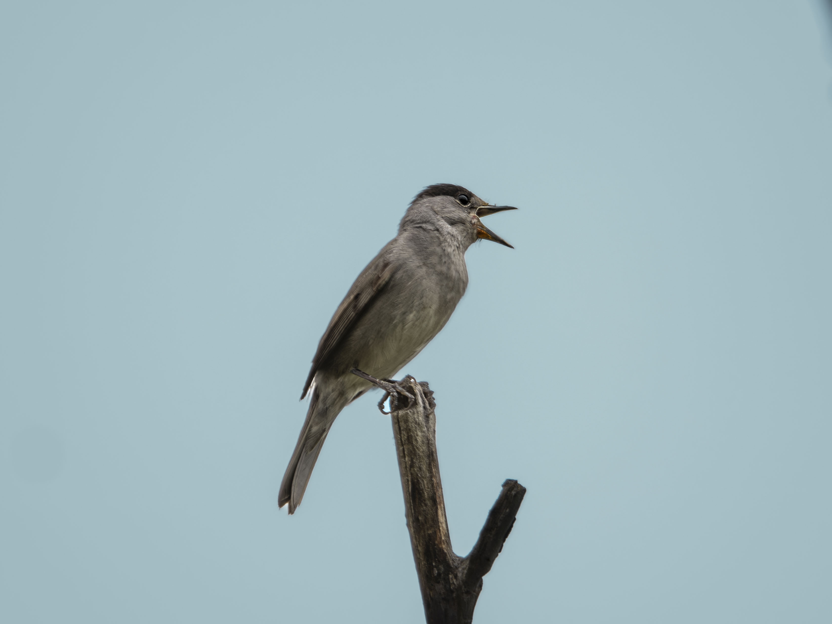 Curruca capirotada macho cantando sobre una rama seca con el pico abierto y fondo de cielo azul.