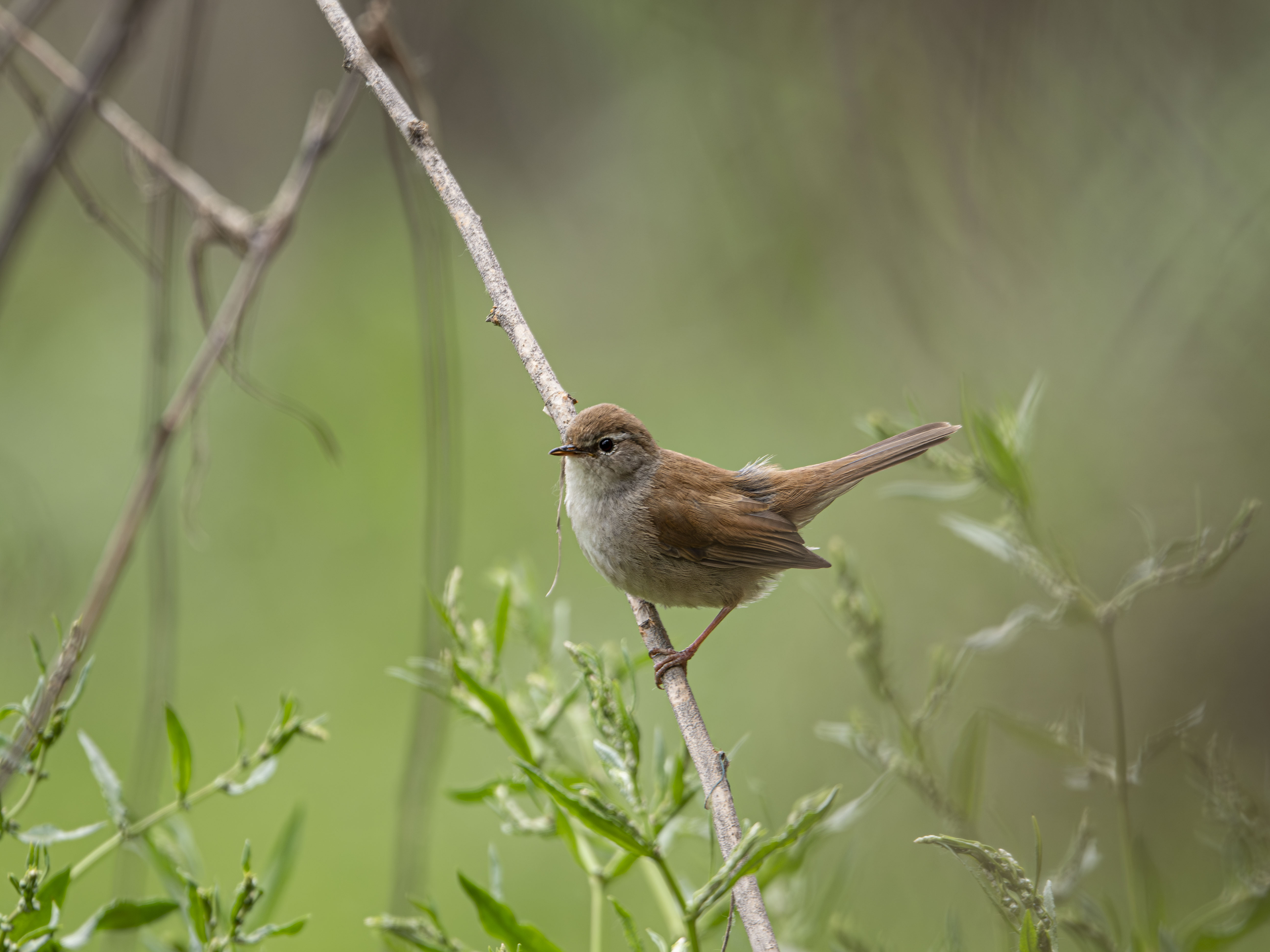 Ruiseñor bastardo (Cettia cetti) posado en una rama fina, primer plano de pequeño pájaro cantor marrón con ceja clara