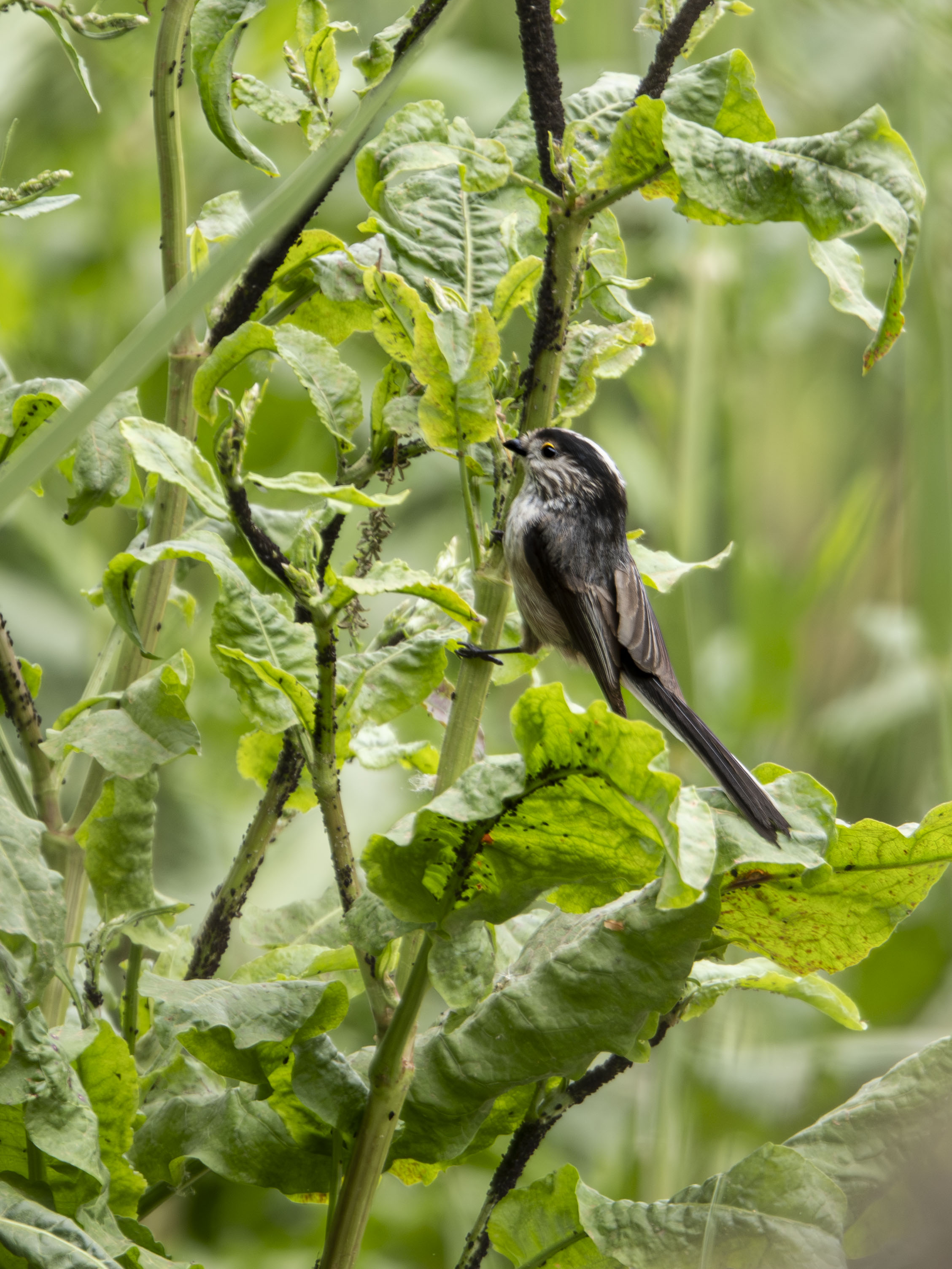 Mito común (Aegithalos caudatus) buscando alimento en una planta verde, pequeño pájaro de cola larga posado en un tallo con pulgones en un entorno natural de bosque