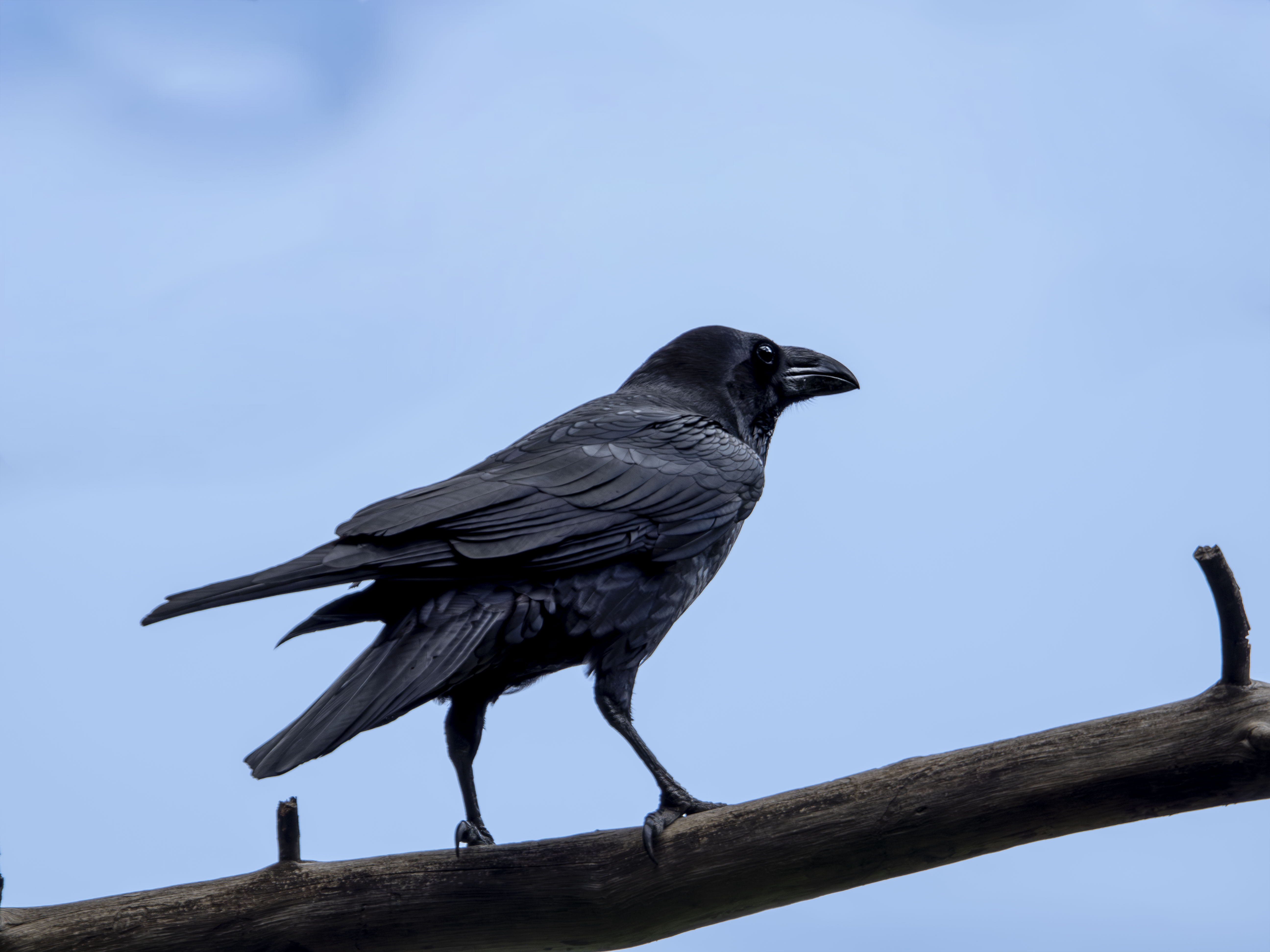 Cuervo grande (Corvus corax) de perfil posado en una rama seca, retrato de ave negra majestuosa con pico robusto bajo un cielo azul despejado, concepto de inteligencia y naturaleza.